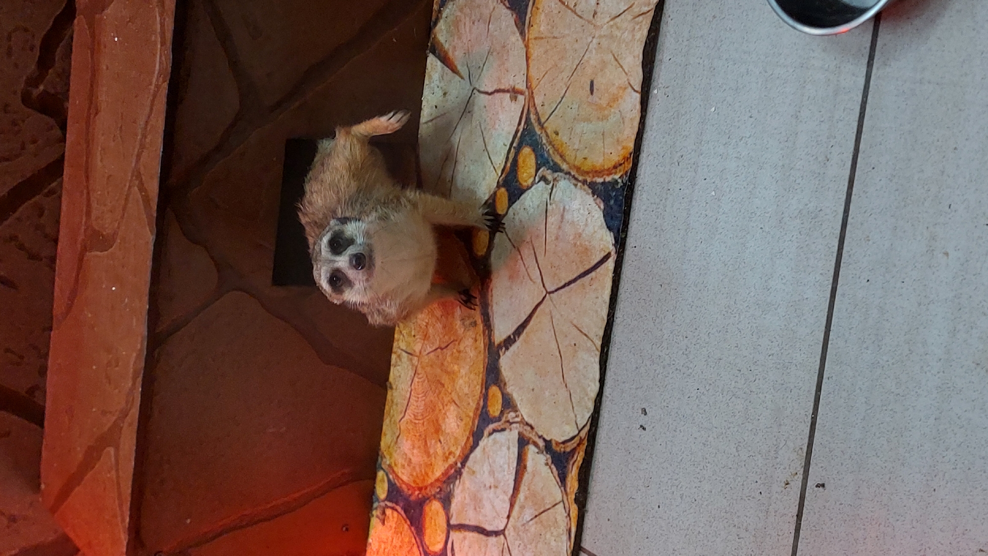 A meerkat stands on a mat designed to look like cut logs. The meerkat is light brown with darker markings around its eyes and on its fur. It is looking directly at the camera. The mat is placed on a light gray tiled floor. Behind the meerkat is a brown, textured wall that appears to be part of an enclosure, with a dark opening in the center. The lighting is warm and reddish in the upper left portion of the image. The location is Yelizovo, Russia.
