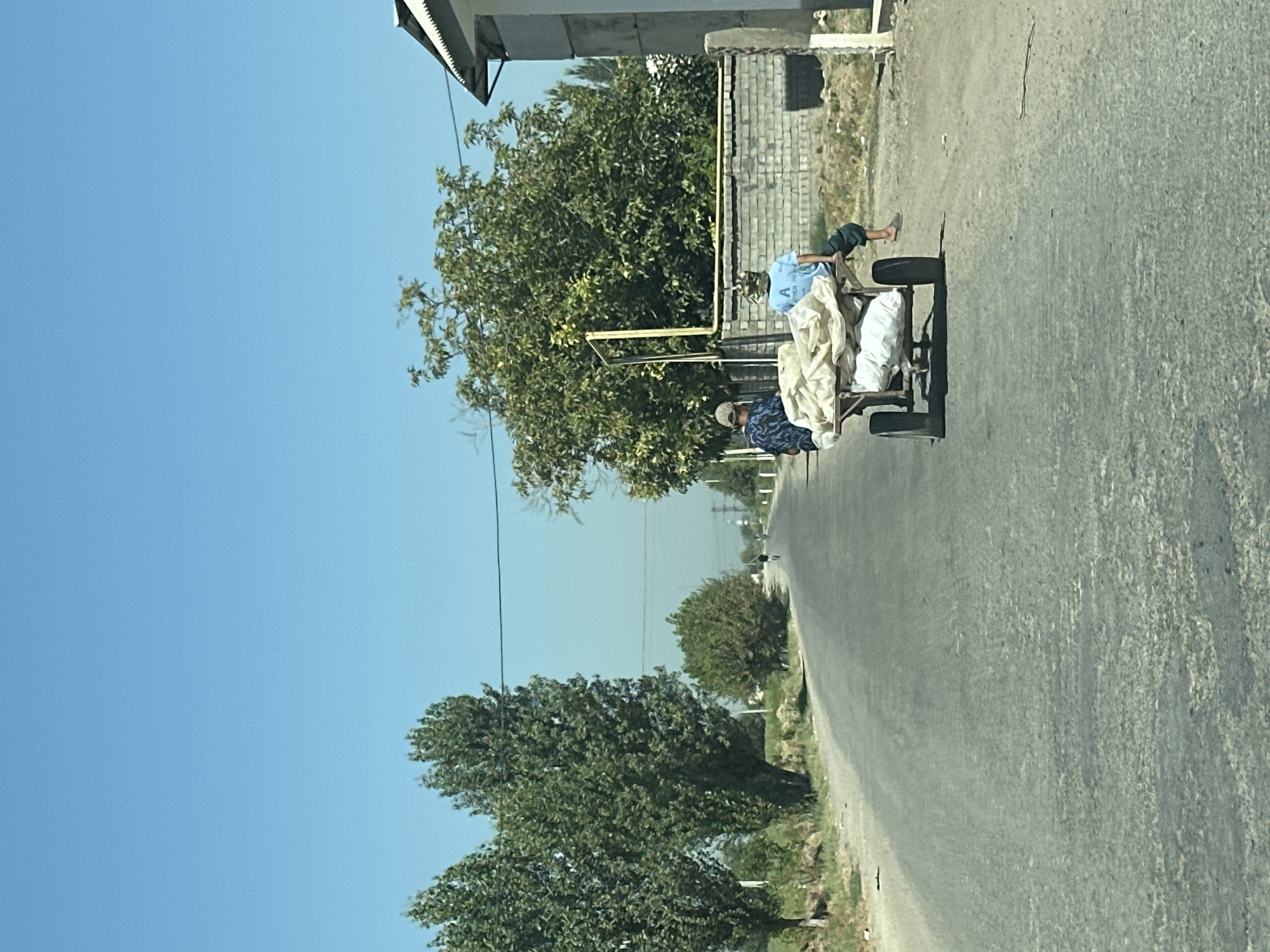 This is a photograph taken in Erkin, Uzbekistan, under a clear blue sky on a sunny day. The image captures a rural road with asphalt paving. On the right side of the road, a building with a white facade and a dark-pitched roof is partially visible. Adjacent to the building is a low brick wall.
In the middle ground, a two-wheeled cart is being pulled along the road. The cart is laden with large, light-colored sacks. Two individuals are associated with the cart. One person, wearing a patterned shirt and a light-colored cap, is positioned at the front of the cart, appearing to be guiding it. The other person, wearing a blue t-shirt with a white emblem and dark pants, is seated on the rear of the cart. Their legs are dangling, and they are wearing sandals.
The left side of the road features a grassy verge and several tall, leafy trees. Further down the road, a single person can be seen walking in the distance. The overall environment suggests a warm, dry climate.