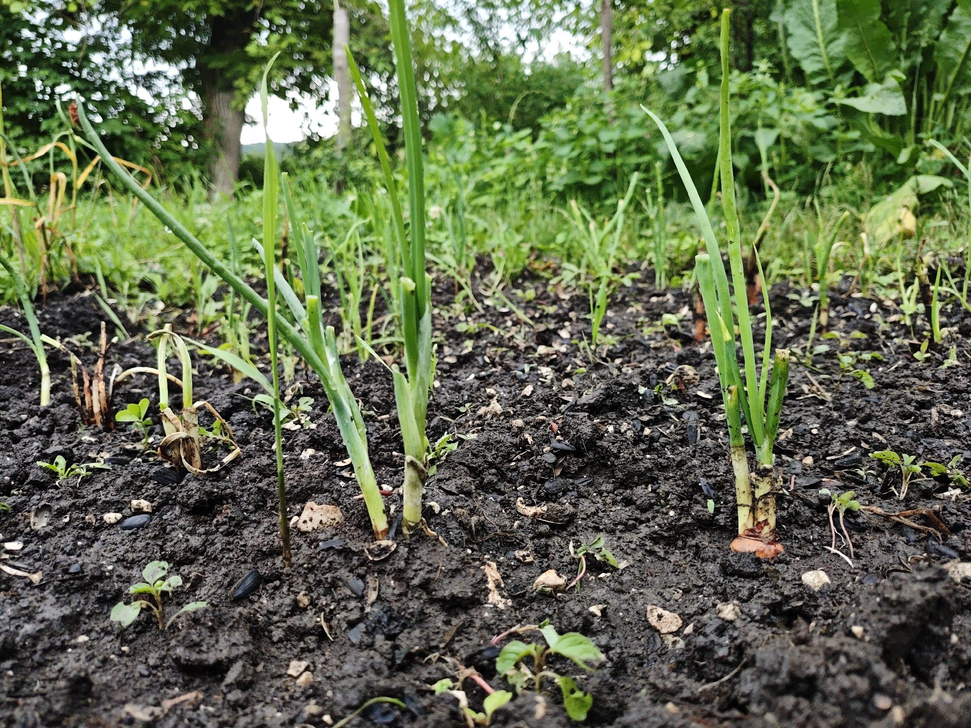 The image depicts a close-up, ground-level view of young onion plants growing in dark, moist soil. The plants are green and slender, with some showing signs of growth and a few tiny bulbs at the base. The soil is rich and appears to have recently been watered. In the background, out of focus, are green foliage and trees, suggesting an outdoor, garden setting. There are no people or animals visible in the image, and no actions are taking place. The scene is static and appears to be a snapshot of a growing vegetable patch in Akhmetovskaya, Russia.