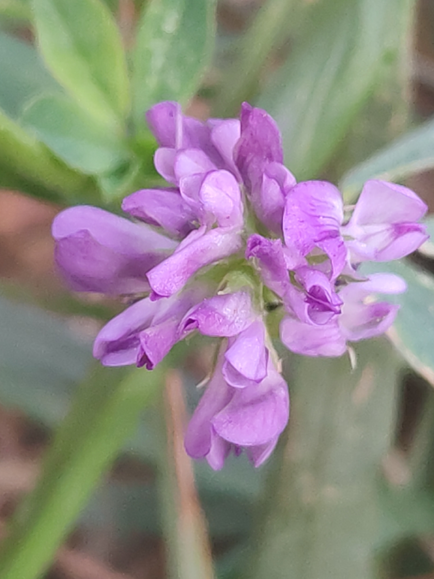 A close-up, slightly blurred photograph captures a cluster of small, purple, pea-like flowers. The flowers are the primary subject and are in various stages of bloom. Their petals are delicate and appear to be a soft shade of violet. Behind the flowers, blurred green leaves and stems create a natural background. The lighting is soft, and the overall impression is one of natural, outdoor growth. There is no indication of any specific location within Sabunchu Raion, Azerbaijan, nor are there any people, actions, or interactions depicted.