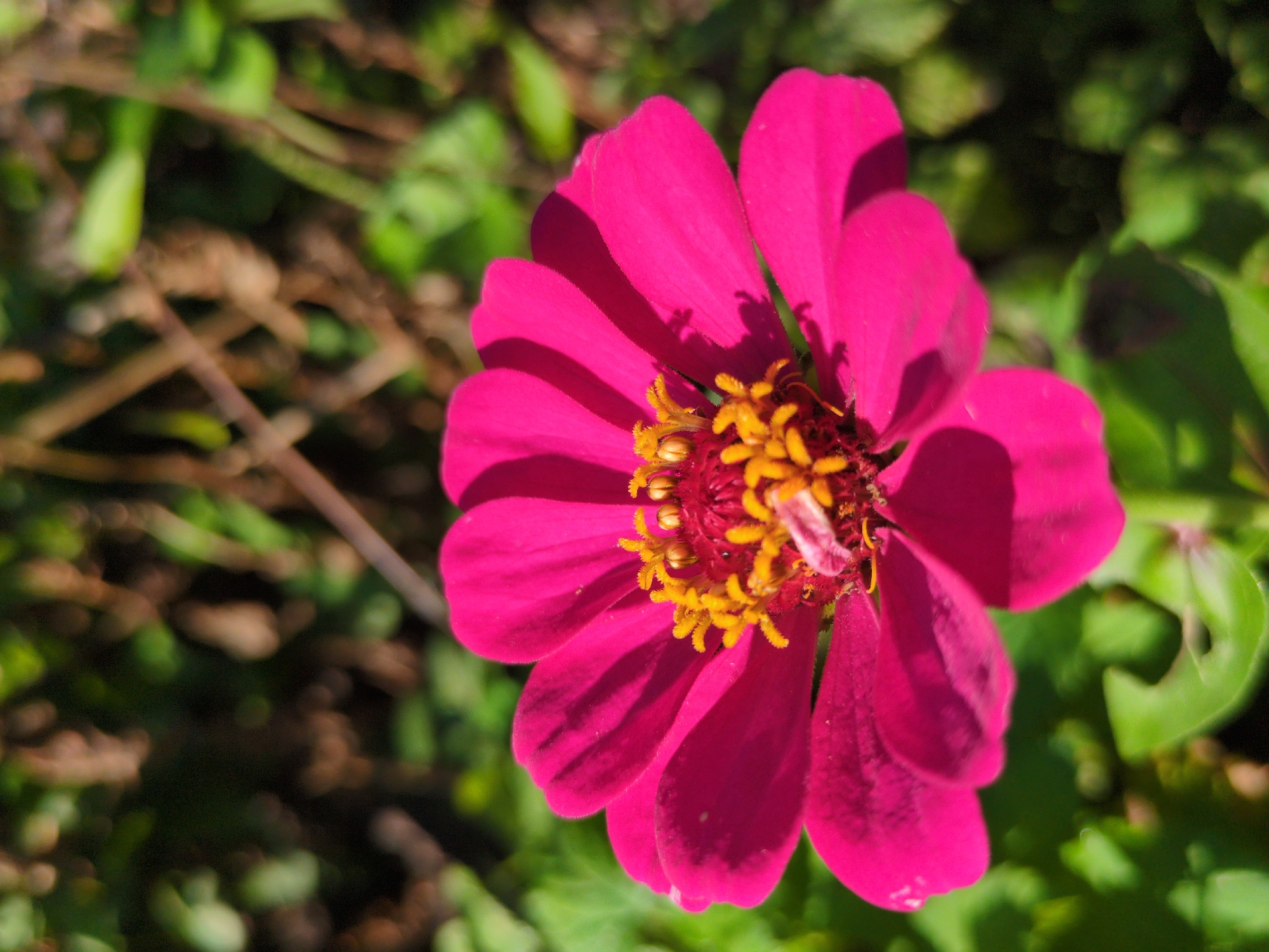 A close-up, overhead shot captures a vibrant pink zinnia flower in focus against a blurred green background of foliage. The flower's petals are a rich magenta, radiating outwards from a central disc of yellow stamens tipped with pollen. The sunlight casts subtle shadows across the petals, highlighting their delicate texture. The background is a bokeh of various shades of green and brown, suggesting a natural outdoor setting. The image does not provide any information about Kulebaki, Russia, or any specific location within it.
