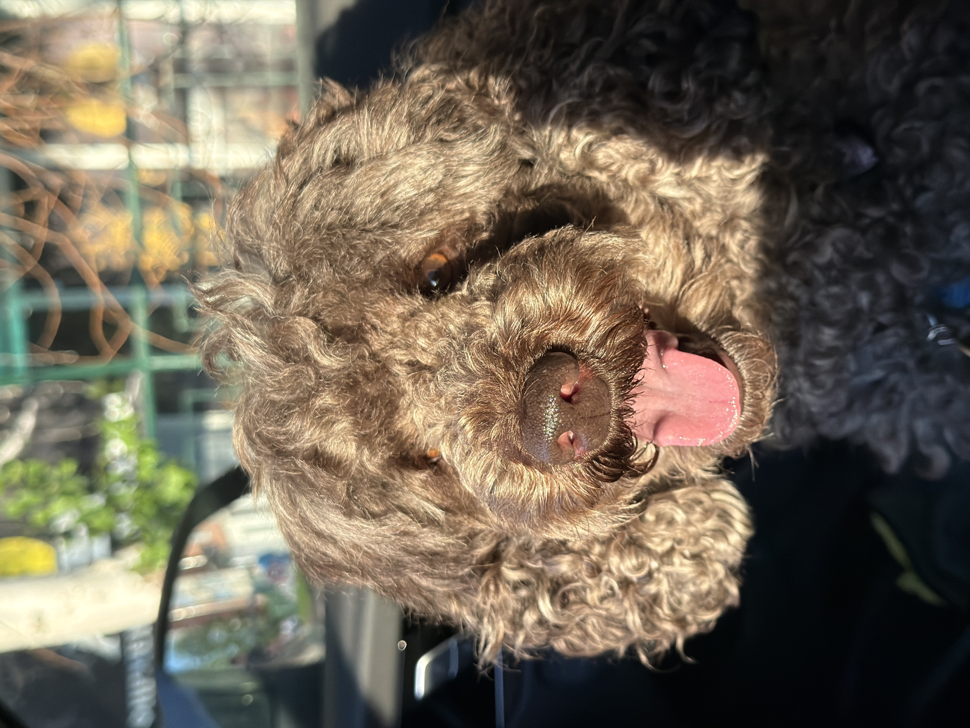 An overhead shot captures the close-up, attentive face of a brown, curly-haired dog. The dog's snout, moist dark brown nose, and part of its pink tongue are prominently featured as it looks upward towards the camera. One bright, alert eye is visible through its dense, shaggy fur, which shows various shades of brown and warm highlights from direct sunlight. The fur around its face is thick and wavy, characteristic of breeds like a poodle or labradoodle.
The background is heavily blurred and appears to be outdoors or seen through a window, with indistinct shapes of green (possibly foliage or a fence) and some yellow blurs suggesting sunlight on distant objects. There are also dark, shadowed areas contrasting with the bright highlights on the dog's fur, indicating a sunny day. The dog's mouth is slightly open, with its tongue partially out, conveying an impression of happiness or gentle panting. The overall tone is bright and warm. No visible text is present in the image. While the image is set in Yemelyanovo, Russia, this specific location is not visually discernible from the media.