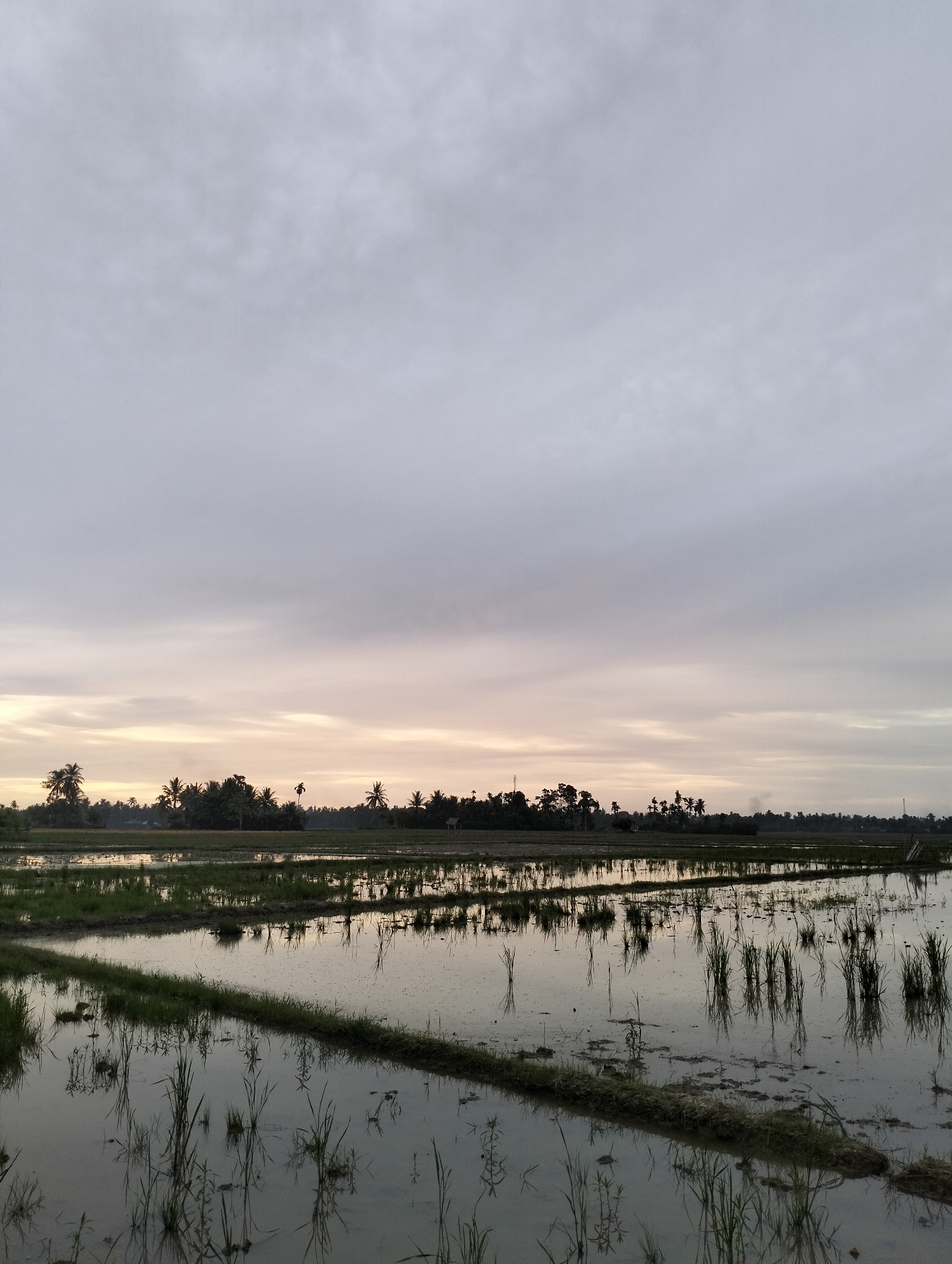 This photograph captures a serene, overcast day at a rice paddy field in Meunasahalue, Indonesia. The sky is a soft grey, transitioning to a lighter, almost pastel hue near the horizon. The land is divided into flooded sections, reflecting the muted sky and the silhouettes of distant trees. Young rice stalks, thin and green, stand in rows, their reflections shimmering in the shallow water. A narrow raised path, covered in grass, separates some of the flooded fields. In the distance, a line of trees, including prominent palm trees, forms a dark, irregular horizon against the sky. The overall impression is one of quietude and the natural beauty of a rural landscape at dusk. There are no people or animals visible in the frame.