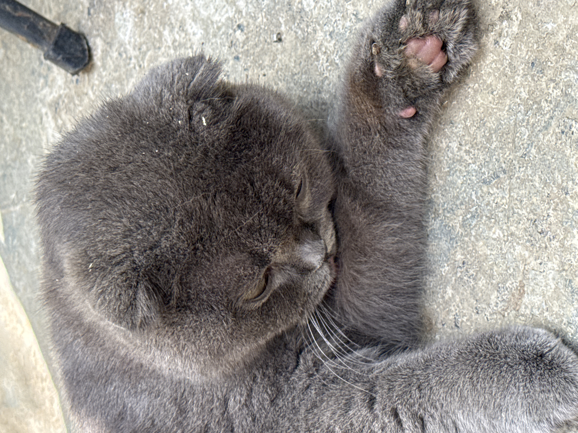A gray Scottish Fold cat is lying on a concrete surface. The cat is curled up, with its head resting on its paws. Its eyes are closed, and its whiskers are visible. The cat's paw is facing the viewer. A small black metal object is visible in the upper left corner of the image. The scene does not depict Lũng Cú Commune, Vietnam, or any other location. There are no people or interactions visible.