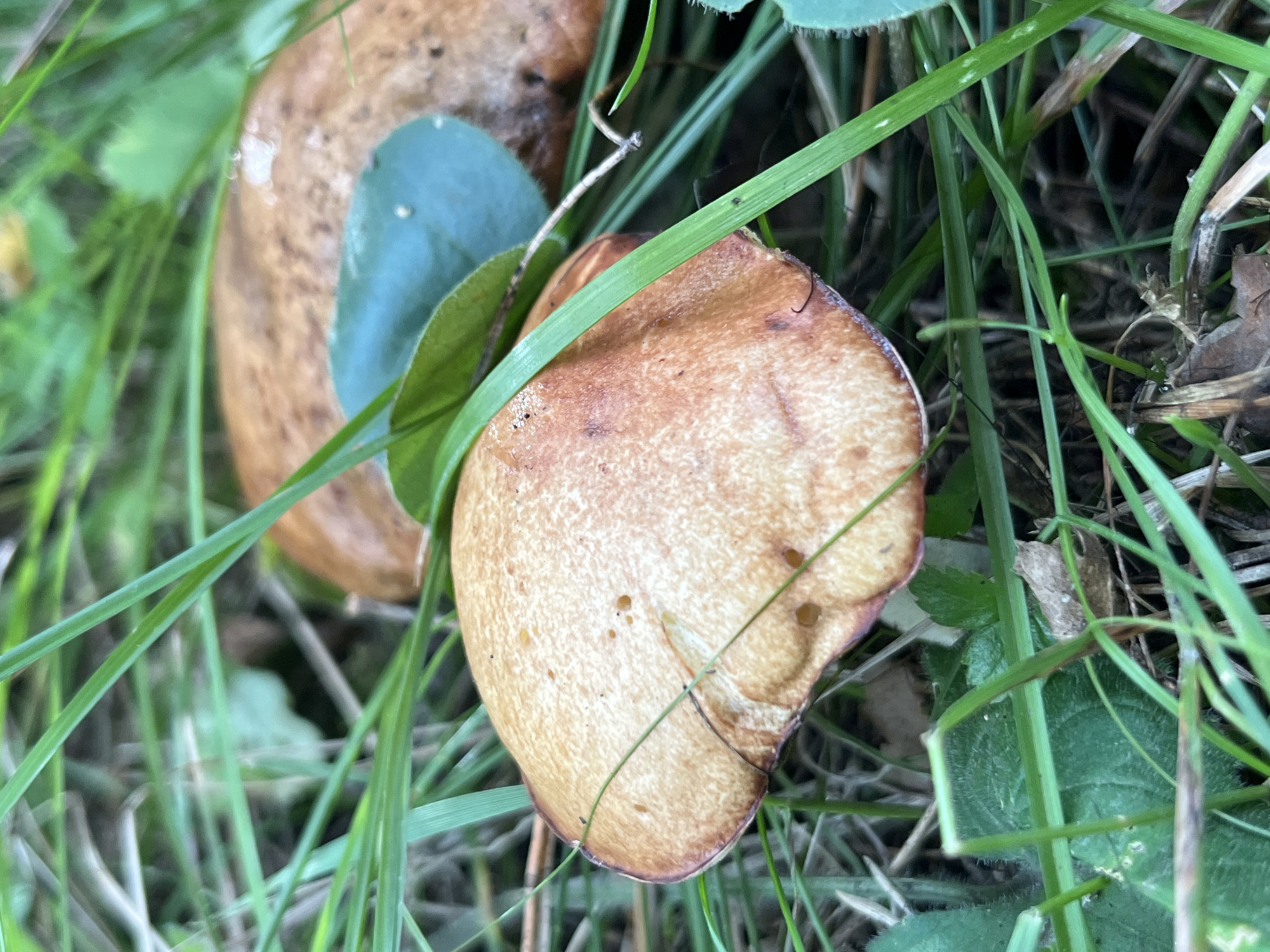 The image shows a close-up view of two mushrooms on the forest floor, surrounded by green grass. The mushroom in the foreground has a light brown cap with some darker spots and is partially obscured by blades of grass. A round, green leaf rests on its cap. Another mushroom, larger and with a darker brown cap, is visible in the background, also partially covered by grass and leaves. The overall setting appears to be a natural environment, likely a forest or wooded area. There is no indication of any urban environment, including the city of Nizhny Tagil, Russia, in this image.