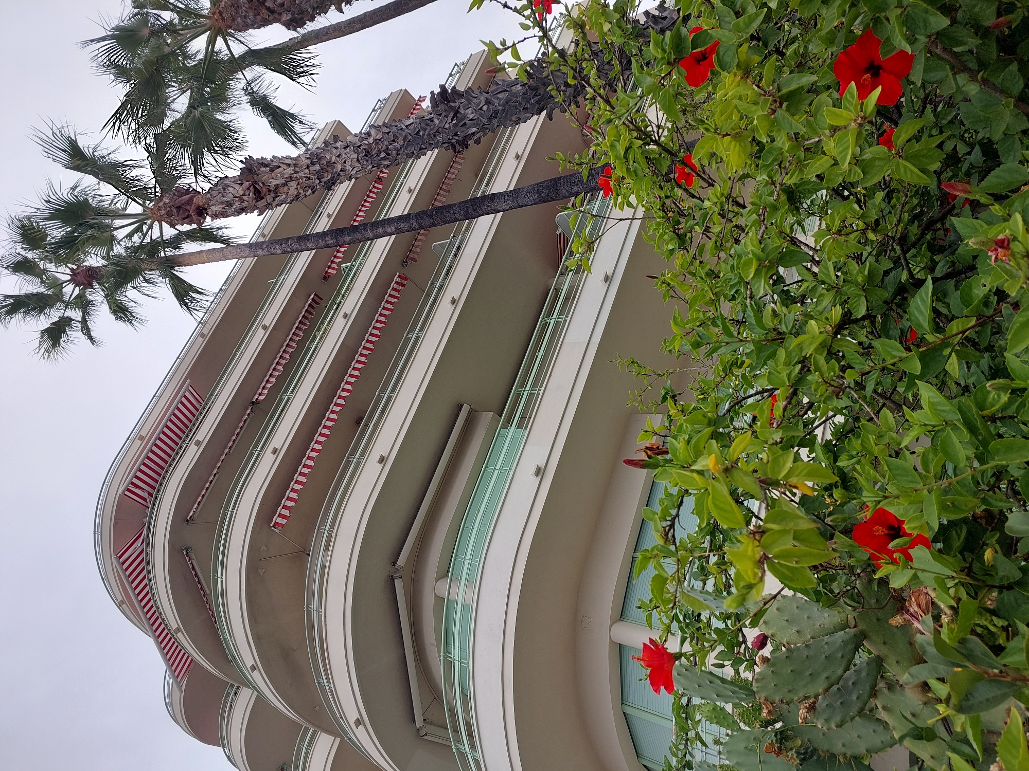 In Nice, France, this photograph captures a portion of a large, curved, light-colored building with multiple balconies. Red and white striped awnings are visible on several levels of the building. In the foreground, lush green foliage with several bright red hibiscus flowers and prickly pear cactus are prominent. Tall palm trees are also present, with their fronds reaching towards the overcast sky. The perspective is from a low angle, looking upwards towards the building and the sky. There are no people visible in the scene.