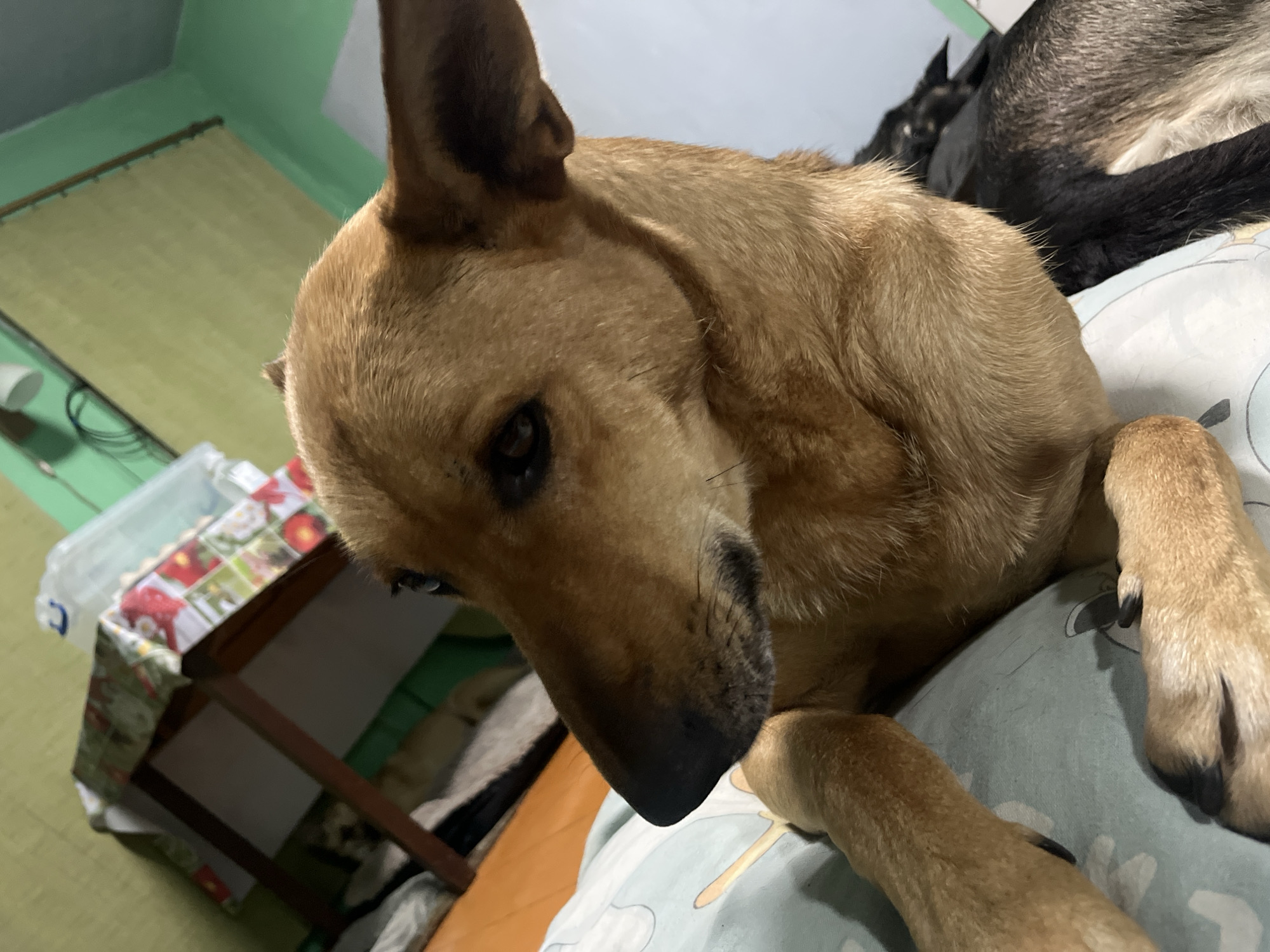 The image shows a close-up of a tan-colored dog lying on a light blue patterned blanket. The dog is looking to the left, with its head tilted slightly. Another dog, mostly black with some gray fur, is visible behind the tan dog. In the background, a small wooden table covered with a floral tablecloth is visible, along with a green wall and a light-colored wall. The environment appears to be indoors, possibly a bedroom or living room. There are no people visible in the image. The image is taken from a low angle, with the camera focused on the tan dog. No specific location in Nizhny Tagil, Russia can be determined from the visual information.