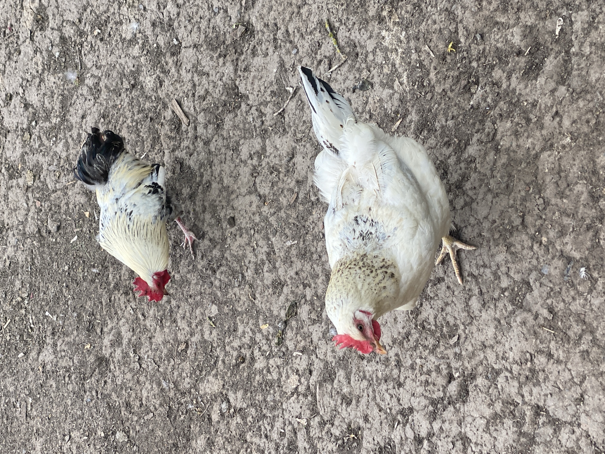 The image shows two chickens on a dirt ground. One chicken is mostly white with some black feathers and a red comb. The second chicken is predominantly white with some grey spots and a red comb. The location is unknown and there are no people in the frame.