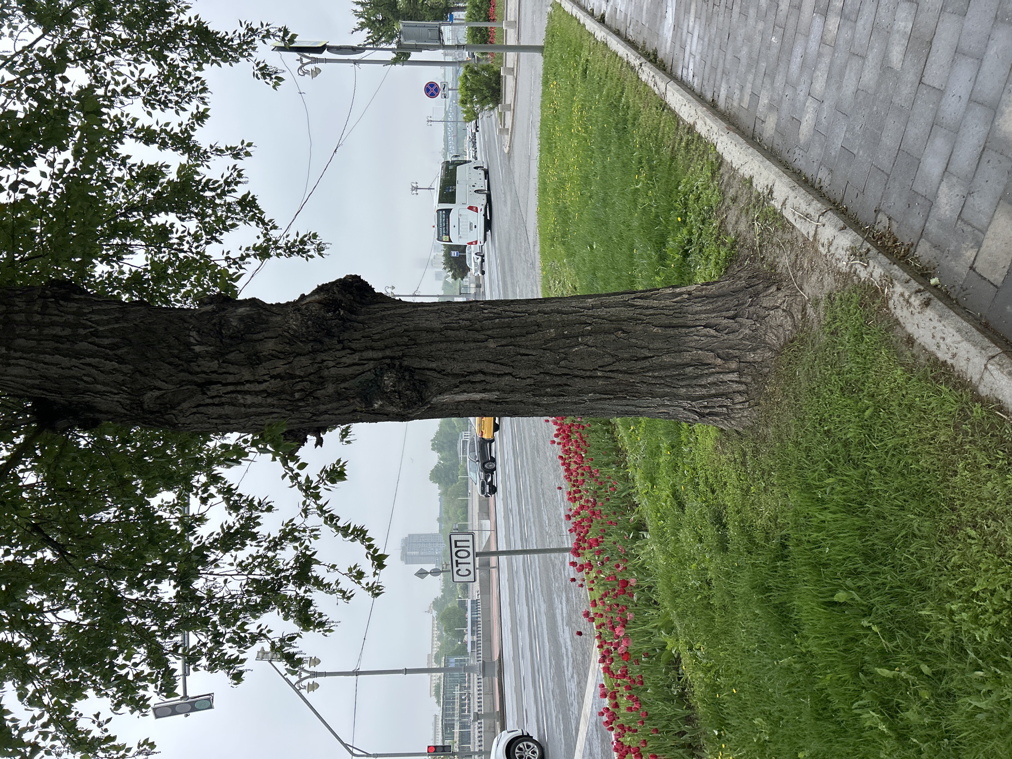 The image captures a street scene in an urban environment. The foreground features a large tree with substantial foliage on the left side of the frame, partially obscuring the view. Adjacent to the tree, a strip of green grass and red flowers runs along the curb. A paved sidewalk with gray bricks is visible on the right side of the frame.
In the background, a street with multiple vehicles is depicted. A white bus is prominently visible, along with other cars in the distance. Streetlights and signage are positioned alongside the road. Further in the background, a building complex is seen. The sky appears overcast, suggesting a cloudy or rainy day.
A street sign written in Russian reads "СТОП," indicating a stop sign. The overall setting suggests a street view in a city in Russia.