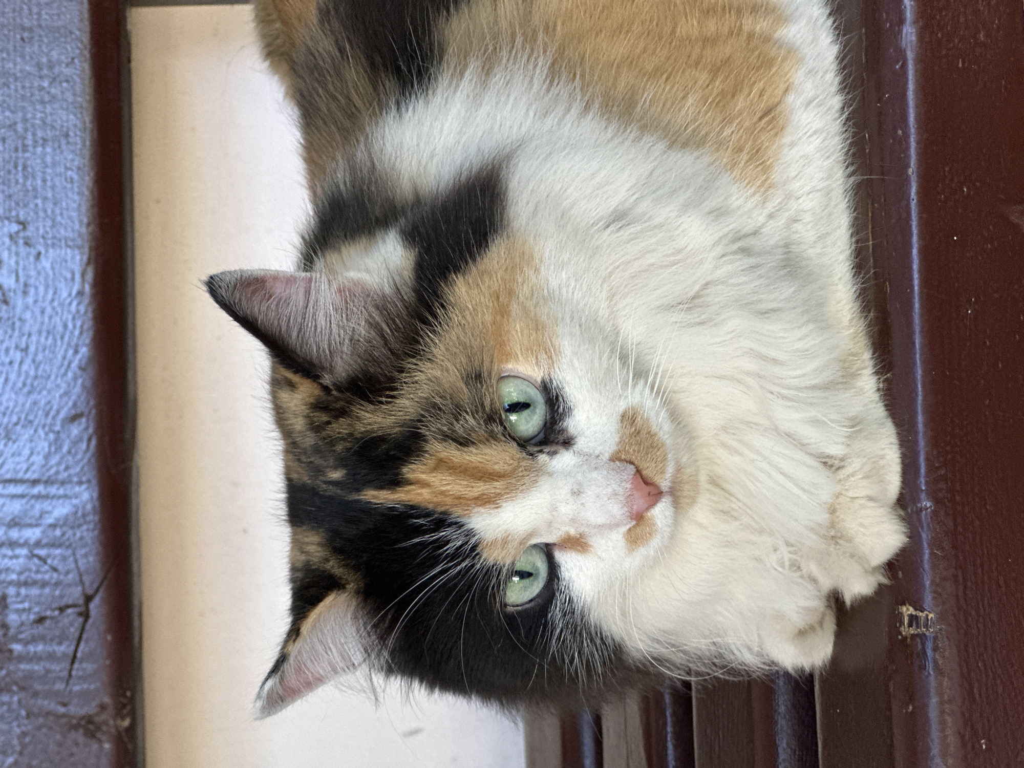 A calico cat with green eyes is lying down on a dark wooden bench. The cat's fur is a mix of black, white, and orange patches. The cat is looking directly at the camera. The background is a light-colored wall and a dark wooden surface. The image does not provide any information about the location in the city of Chaikovsky, Russia.