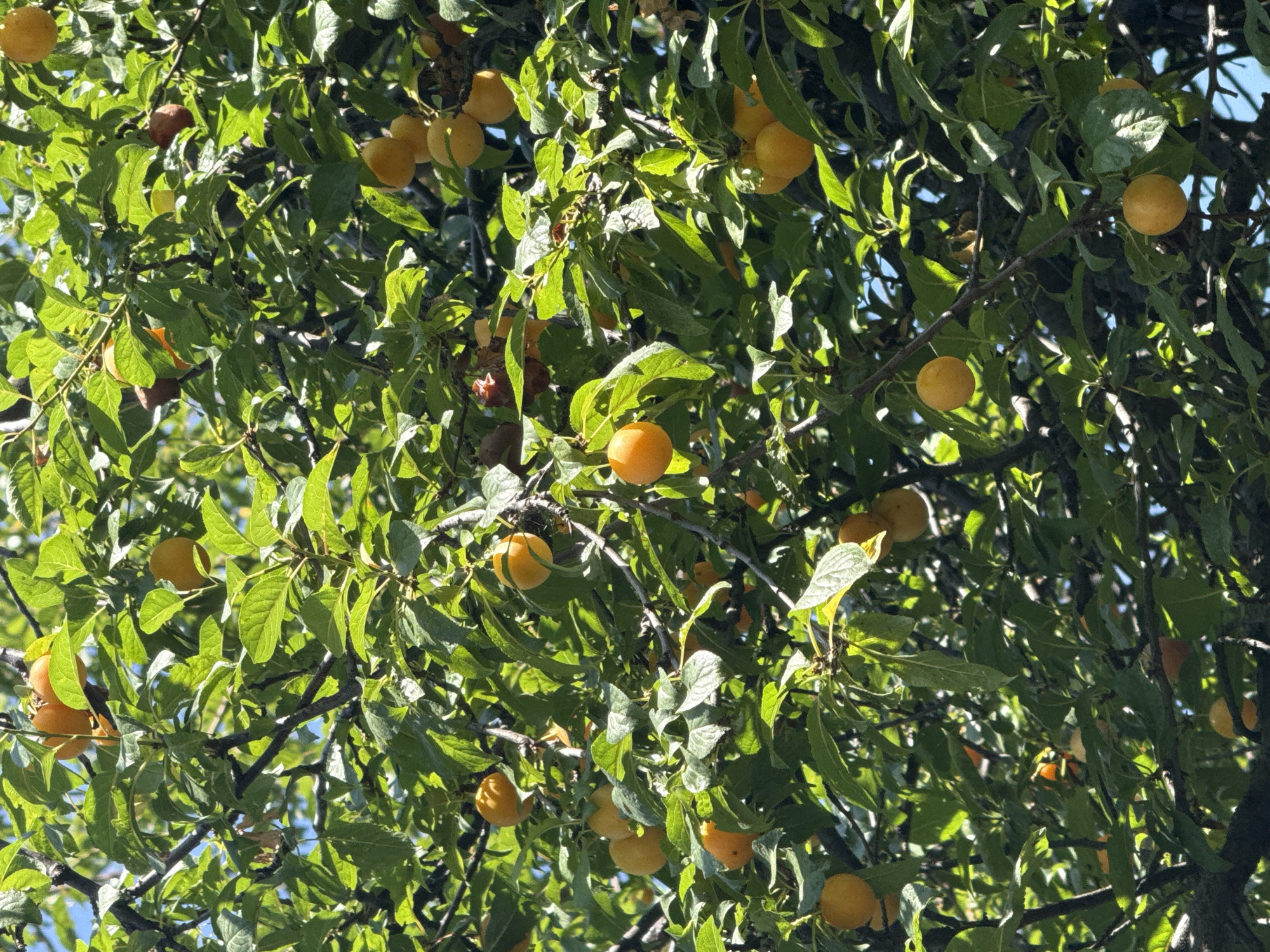 The image shows a close-up view of a plum tree laden with ripe, yellow-orange plums. The plums are spherical to oval in shape and appear to be of varying sizes, with some clustered together and others hanging individually from branches. The tree's branches are dark brown and gnarled, interspersed with abundant green leaves, many of which are catching the sunlight, creating bright highlights and dappled shadows. The sky is visible in patches through the foliage, appearing a clear blue. The overall impression is one of a bountiful harvest on a sunny day. This scene is located in Gelendzhik, Russia, a resort city on the Black Sea coast known for its fruit orchards and vineyards.