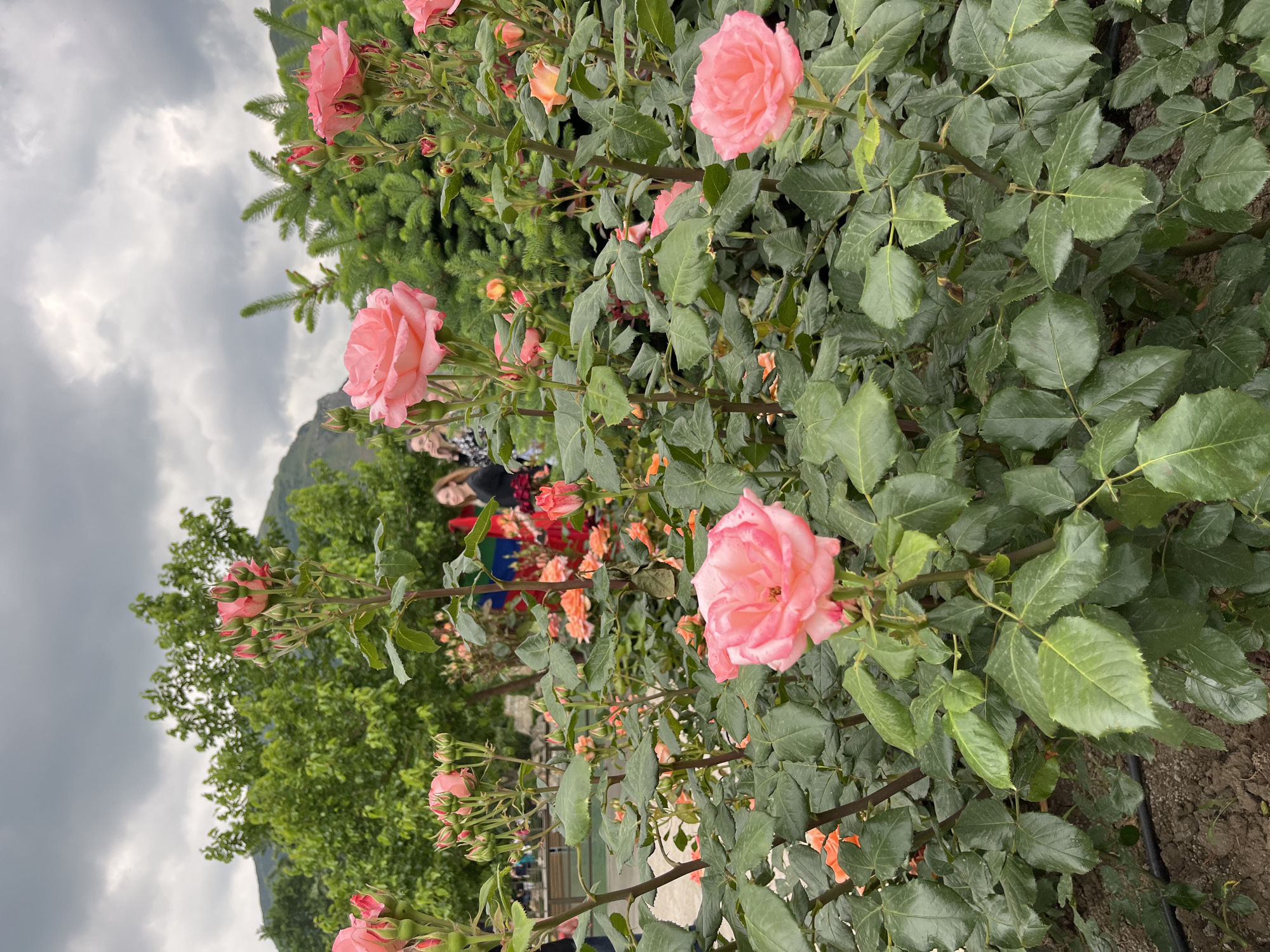 The image shows a close-up view of a rose bush with pink roses in bloom, interspersed with green leaves and branches. In the background, there are glimpses of other greenery, mountains, and a cloudy sky. Some people are visible in the mid-ground between the flowers and the mountains. The location is in Novo-Zubutli, Russia.