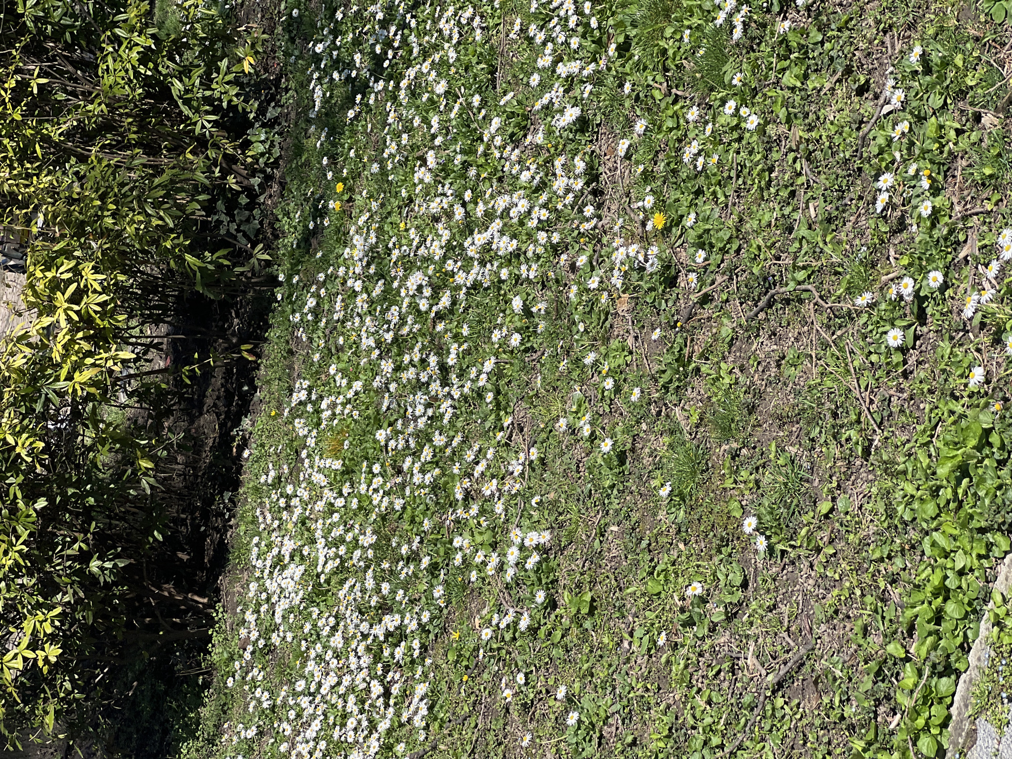 The image shows a patch of ground covered in grass and numerous small daisies, interspersed with some dandelions. A bush or shrub grows on the left side of the frame. The location is possibly a park or garden in Plovdiv, Bulgaria.
