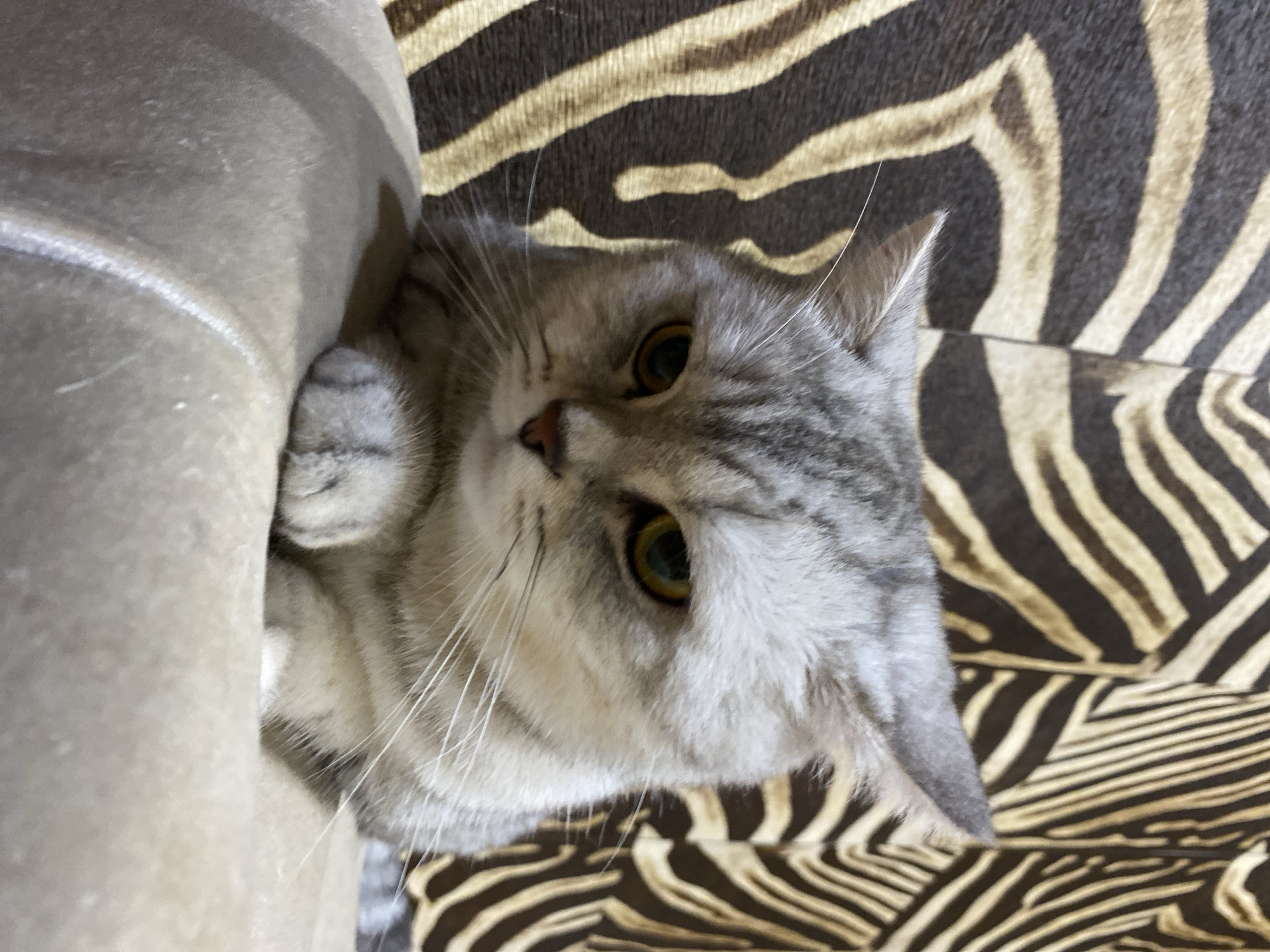 A medium shot photo depicts a light gray tabby cat with amber eyes sitting on a tan pillow. The cat is facing forward, with its front paws tucked beneath its chin. Its ears are pointed upward, and its expression is somber. The background consists of a zebra-patterned fabric. The location of the image is not determinable from the visual evidence.