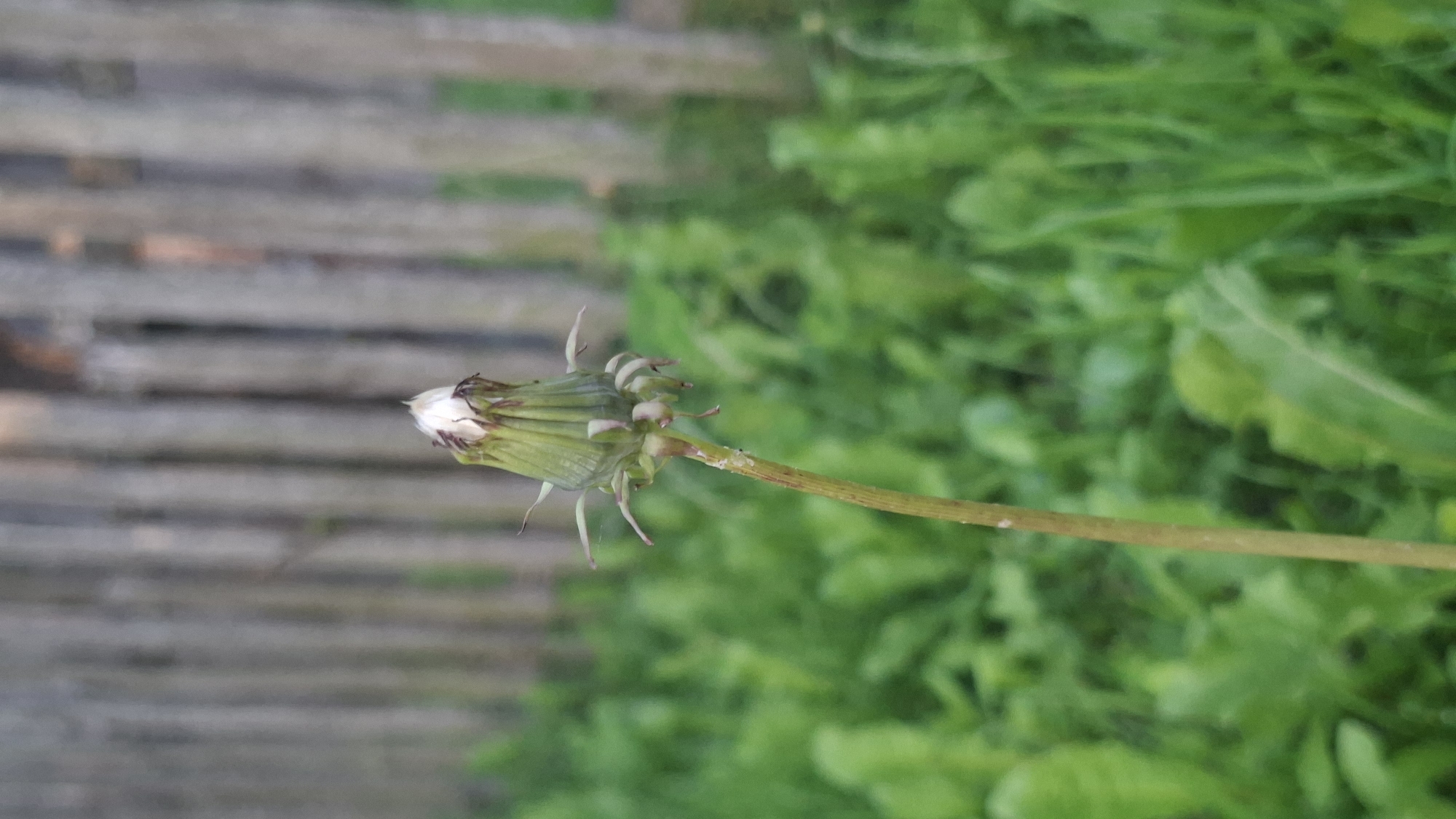 The image shows a close-up of a dandelion bud against a blurred background of green foliage and a wooden fence. The dandelion bud is green with hints of white and purple at the tips of its sepals, suggesting it is about to open. The stem is thin and light brown. The background consists of lush green leaves and a vertical wooden fence, likely in a rural setting within Забалоцкі сельскі Савет, Belarus. No people are visible in the image.