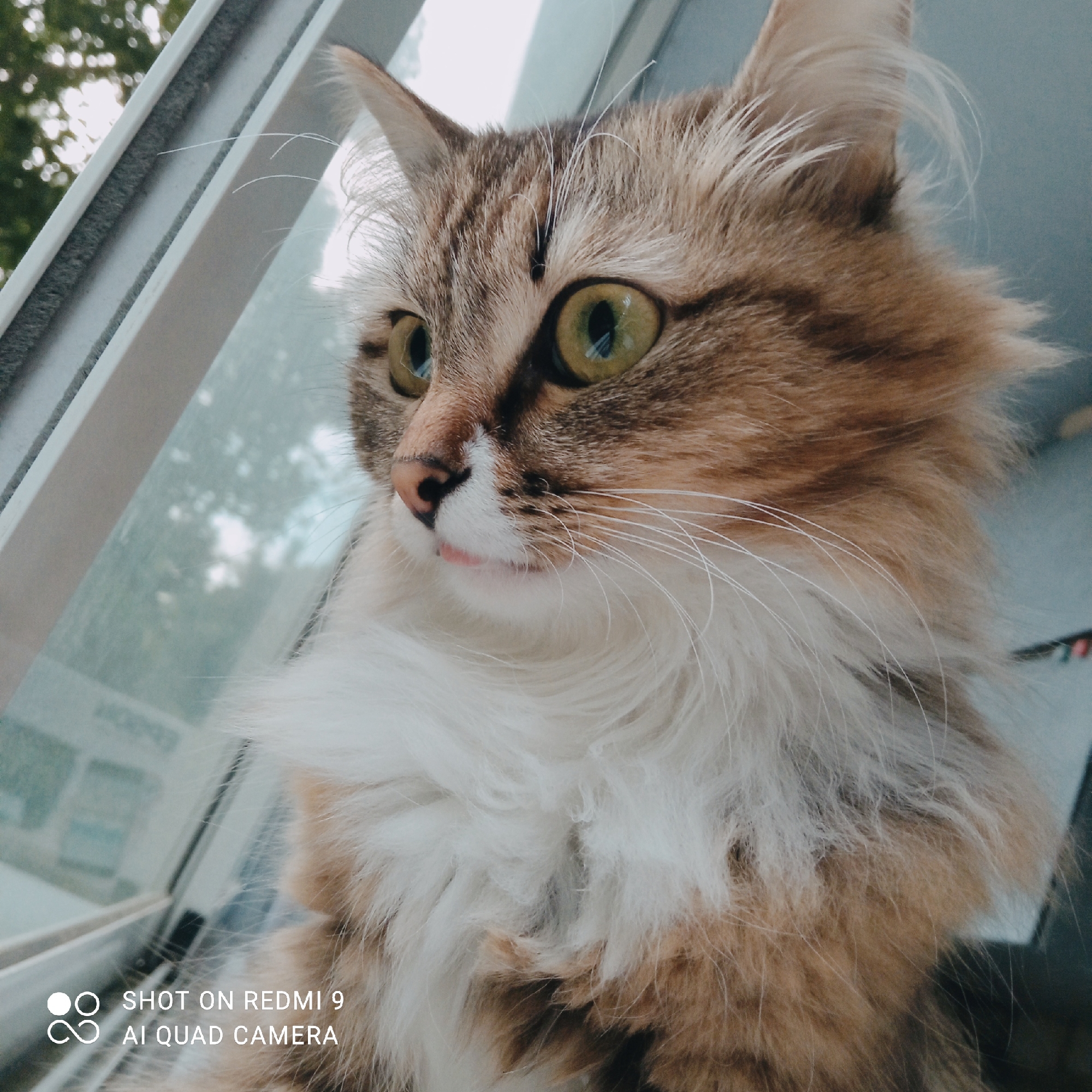 A fluffy, brown and white cat with large green eyes sits by a window, looking to the left. The cat's fur is long and appears to be a mix of brown, beige, and white. It has prominent whiskers and a small pink tongue peeking out from its mouth. The background shows a blurry view through the window, with trees and what appears to be a building or fence. In the lower left corner, there is a watermark that reads "SHOT ON REDMI 9 AI QUAD CAMERA". The scene is indoors, near a window. There is no information in the image that indicates a specific location in the city of Chaikovsky, Russia.