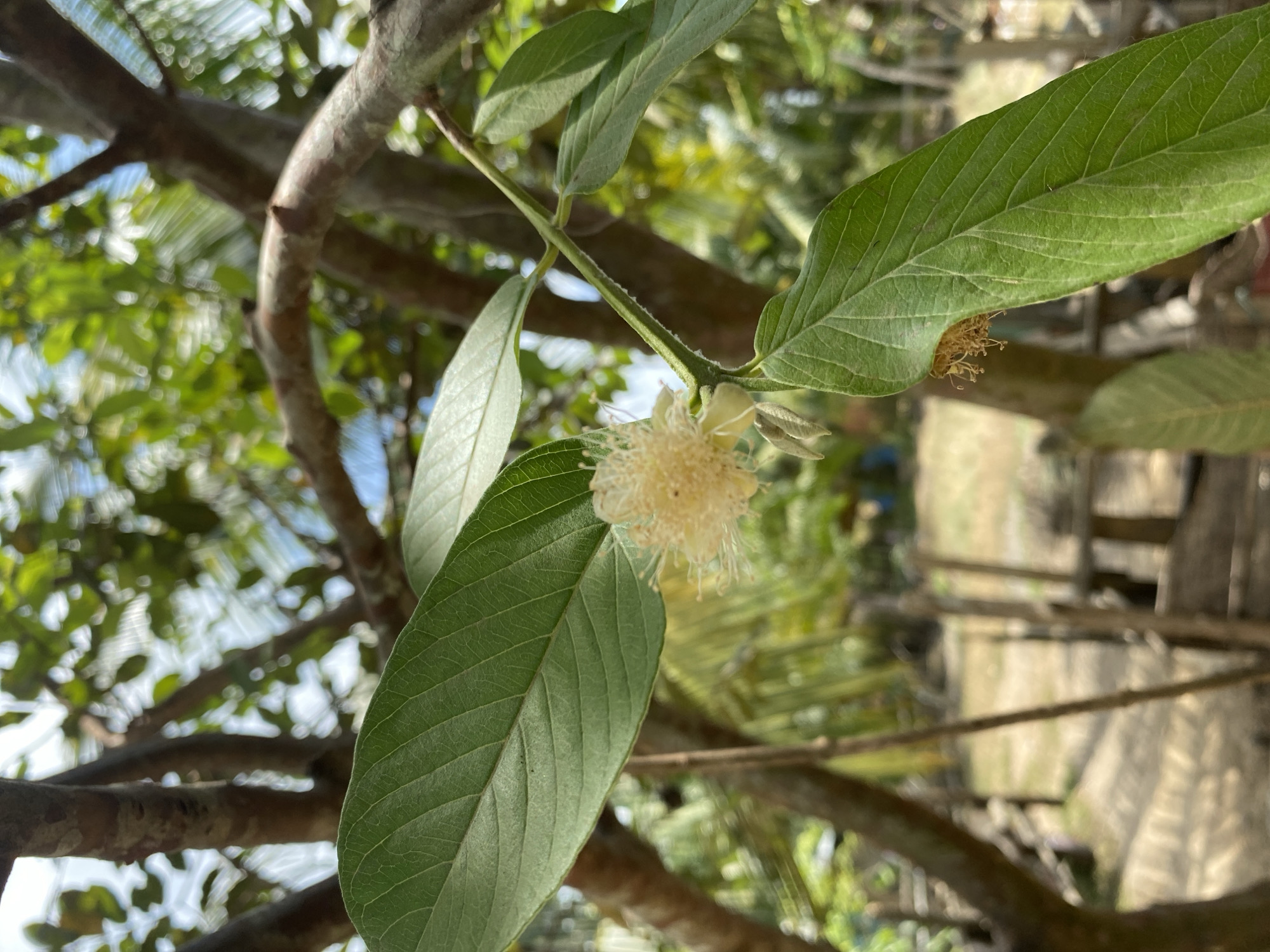 The image features a guava tree branch in Seuneubok Teungoh, Indonesia. The branch has several green leaves with prominent veins. A guava flower, characterized by numerous white stamens, is also visible. The background includes additional tree branches, foliage, and a glimpse of the sky. The lighting appears to be natural daylight.