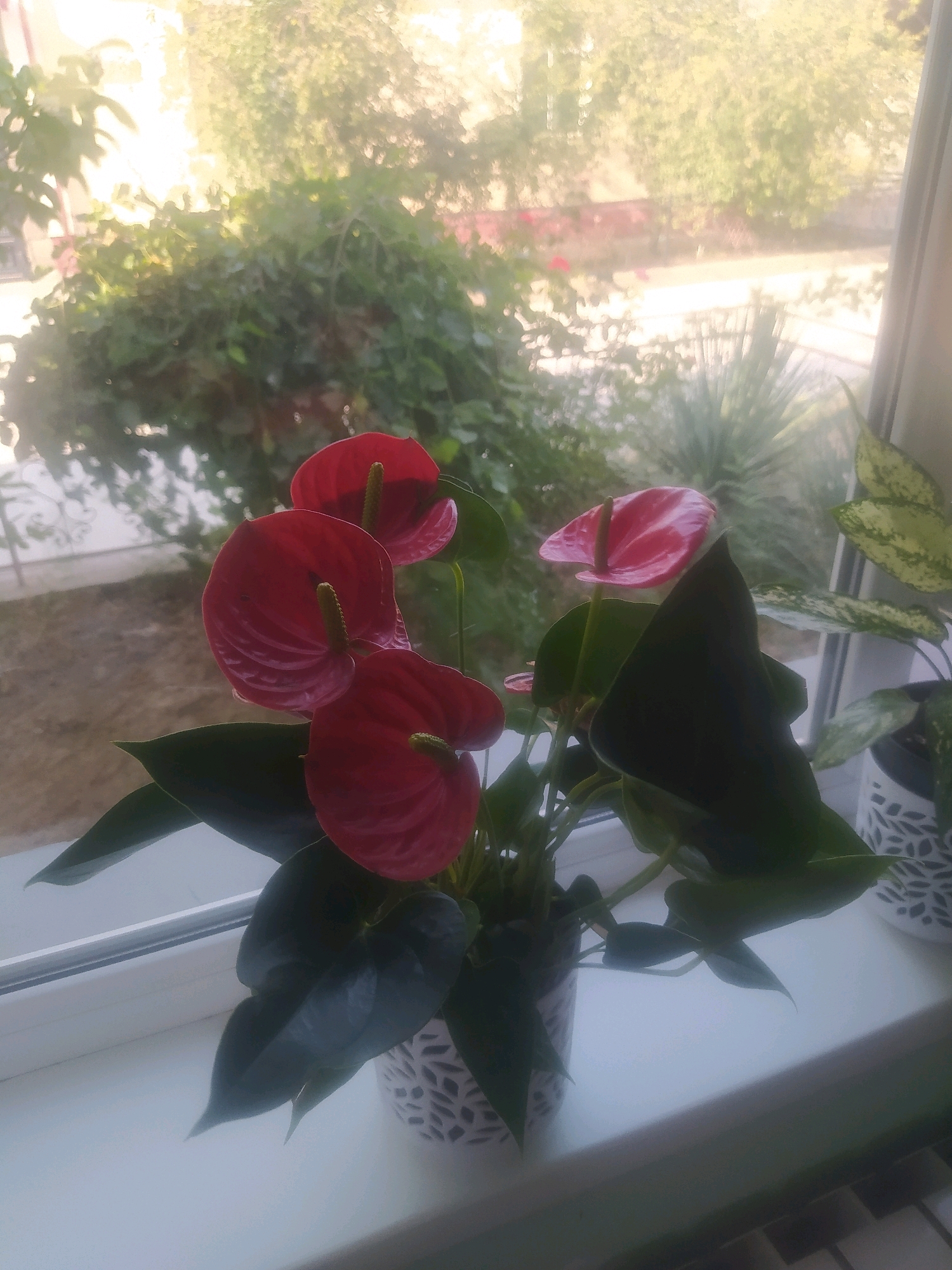 A close-up, medium shot captures a potted Anthurium plant with vibrant red spathes and dark green leaves, positioned on a white windowsill. The plant is in focus, while the background, seen through a window, is softly blurred. The background shows dense green foliage and hints of sunlight, suggesting an outdoor environment. To the right of the Anthurium, another potted plant with variegated green and white leaves is partially visible. The windowsill itself is white and appears to be indoors. The scene is well-lit, likely by natural light from the window. No people are present in the image. The provided crops confirm the focus on the Anthurium plant and the soft background. Based on the information provided, the location is Birlik, Uzbekistan.