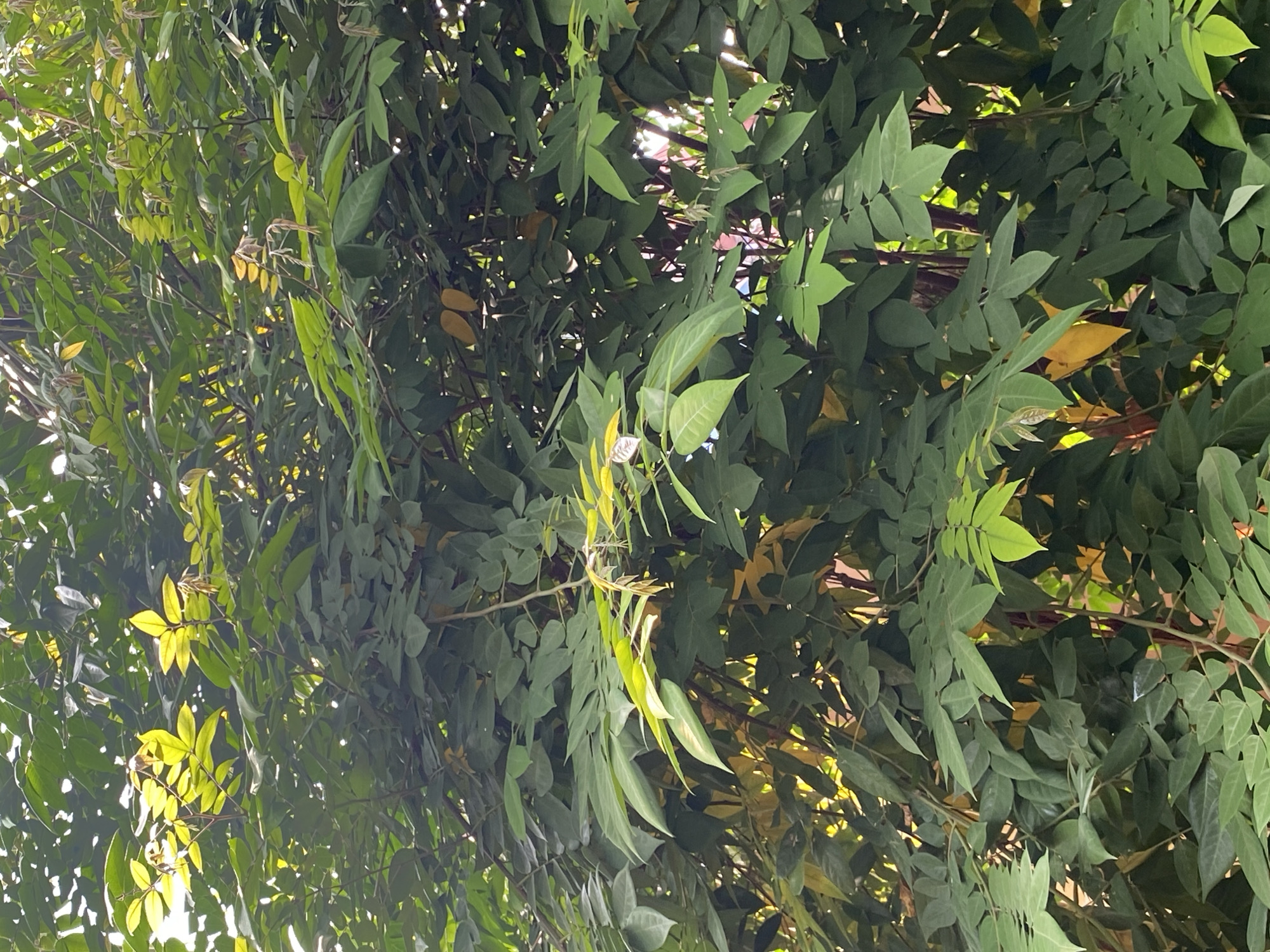 A dense canopy of green leaves and some yellowing leaves from a tree fills the frame, backlit by sunlight filtering through from the top left. The branches are visible in varying shades of brown and red. The image appears to be taken outdoors in a natural setting, possibly a park or garden, with the vibrant foliage suggesting a warm climate. The specific location in Tangerang, Indonesia is not visually indicated within the image itself. No people or explicit man-made objects are visible.
