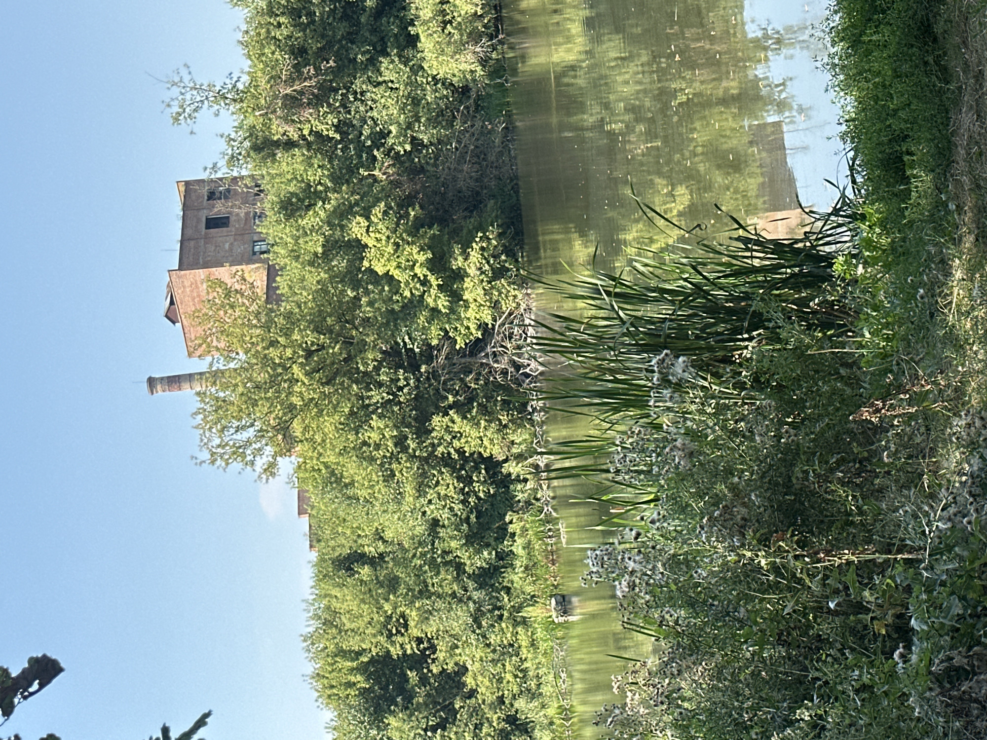 The image captures a serene waterscape in Shatava, Ukraine, with an abandoned brick factory and chimney dominating the background. The factory, constructed from weathered red bricks, stands partially obscured by lush green foliage, hinting at its disuse. A tall, cylindrical chimney, also made of brick, rises above the factory's roofline. The foreground is characterized by dense vegetation, including tall reeds and flowering plants, lining the tranquil body of water. The water's surface reflects the surrounding trees and the clear blue sky, creating a mirror-like effect. The scene is bathed in natural sunlight, casting soft shadows and highlighting the textures of the plants and the decaying factory. No people are visible in the image.