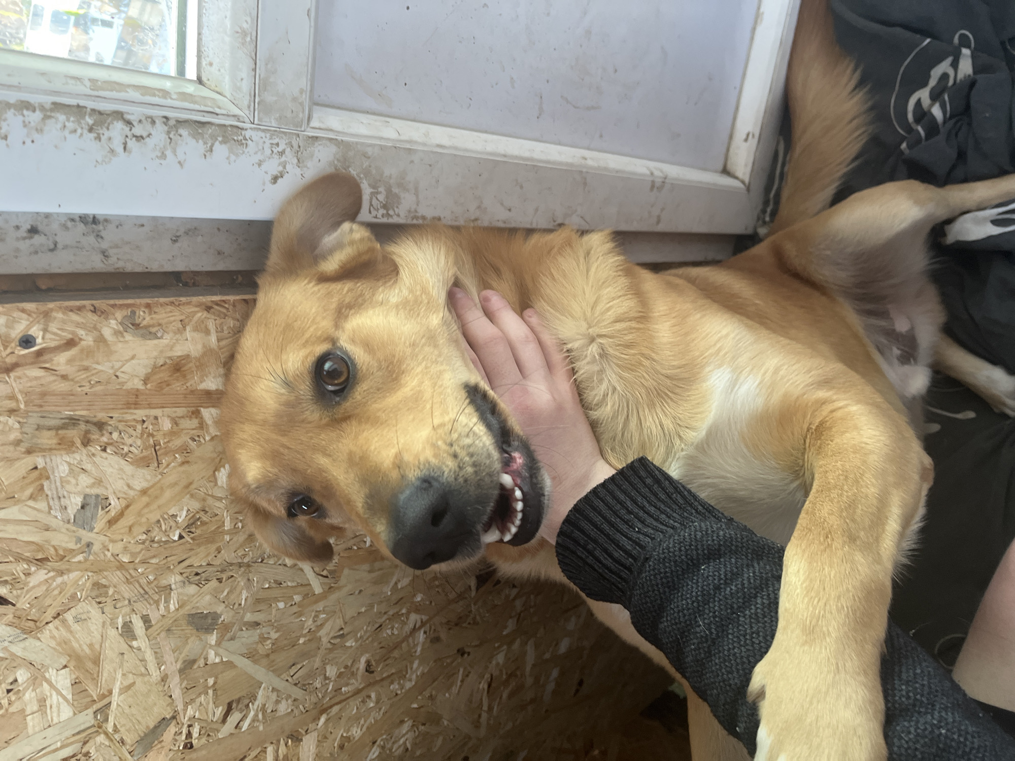 A light brown dog is lying on its back on a wooden surface. A person in a gray, knit sweater is petting the dog on the neck. The dog is looking at the camera with its mouth slightly open, exposing some teeth. Behind the dog is a dirty white window frame. In the upper right corner of the image is a dark gray cloth. The wooden surface beneath the dog has a visible plywood grain pattern. The location is specified as Vesyoloye, Russia.