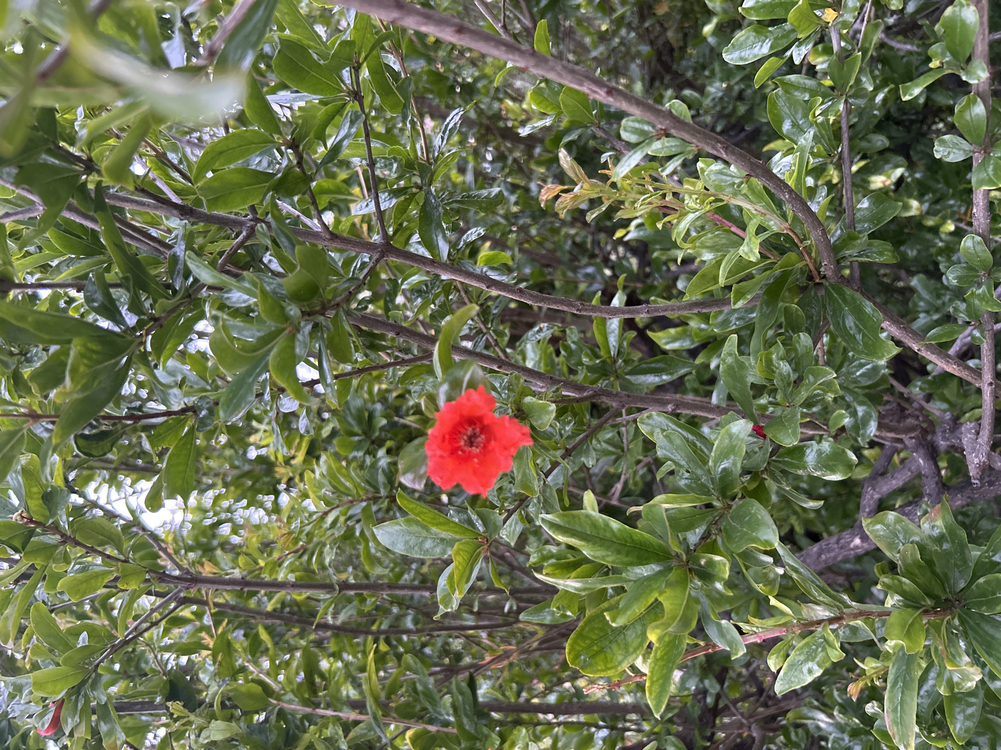 The image depicts a close-up view of a tree with small green leaves and several brown branches. A single, vibrant red flower is centrally located within the frame, hanging from a branch. The lighting suggests an overcast day, and the composition gives the impression of looking up into the tree's canopy. The image was taken in Câmara de Lobos, Portugal.