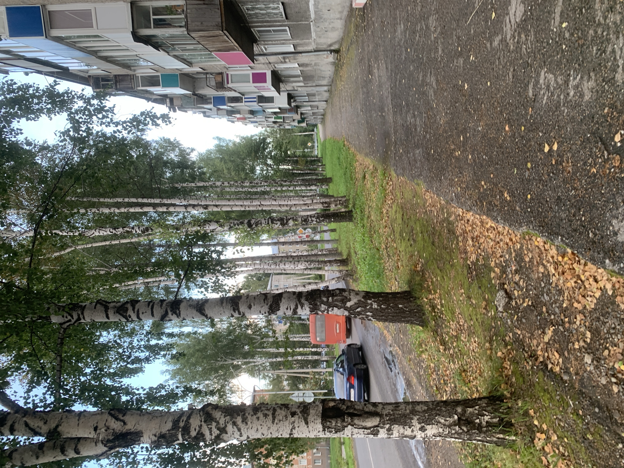 The image depicts an urban scene in Prokopyevsk, Russia, characterized by a row of birch trees lining a sidewalk next to a multi-story apartment building. The building, a typical Soviet-era block, features balconies with various colored accents, including blue, pink, and teal. A paved sidewalk runs alongside the building, with a grassy area and fallen autumn leaves to its left. Across the street, a dark-colored sedan and an orange bus are visible on a wet road. The overall atmosphere suggests a mild, possibly overcast autumn day.