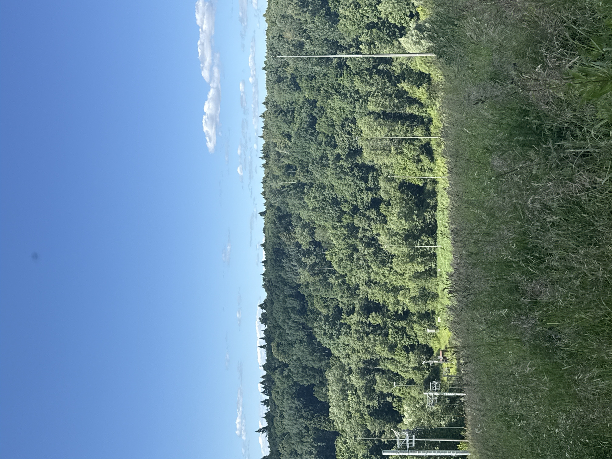 The image depicts a clear blue sky with a few wispy clouds on the left side. To the right of the sky, a dense forest of green trees stretches horizontally across the frame, forming a lush green hillside. In the foreground, on the right side of the image, tall, dry grass with seed heads grows abundantly. Several tall poles, likely part of a ski lift or power lines, are visible interspersed within the scene, extending from the grass and into the tree line. Some metal structures, possibly part of the ski lift machinery, are also visible in the lower right portion of the image. The sun appears to be high in the sky, suggesting it is daytime. The overall scene conveys a natural, outdoor setting, possibly a mountainous or hilly area during the summer or late spring given the greenery and dry grass. There is no visible text in the image.