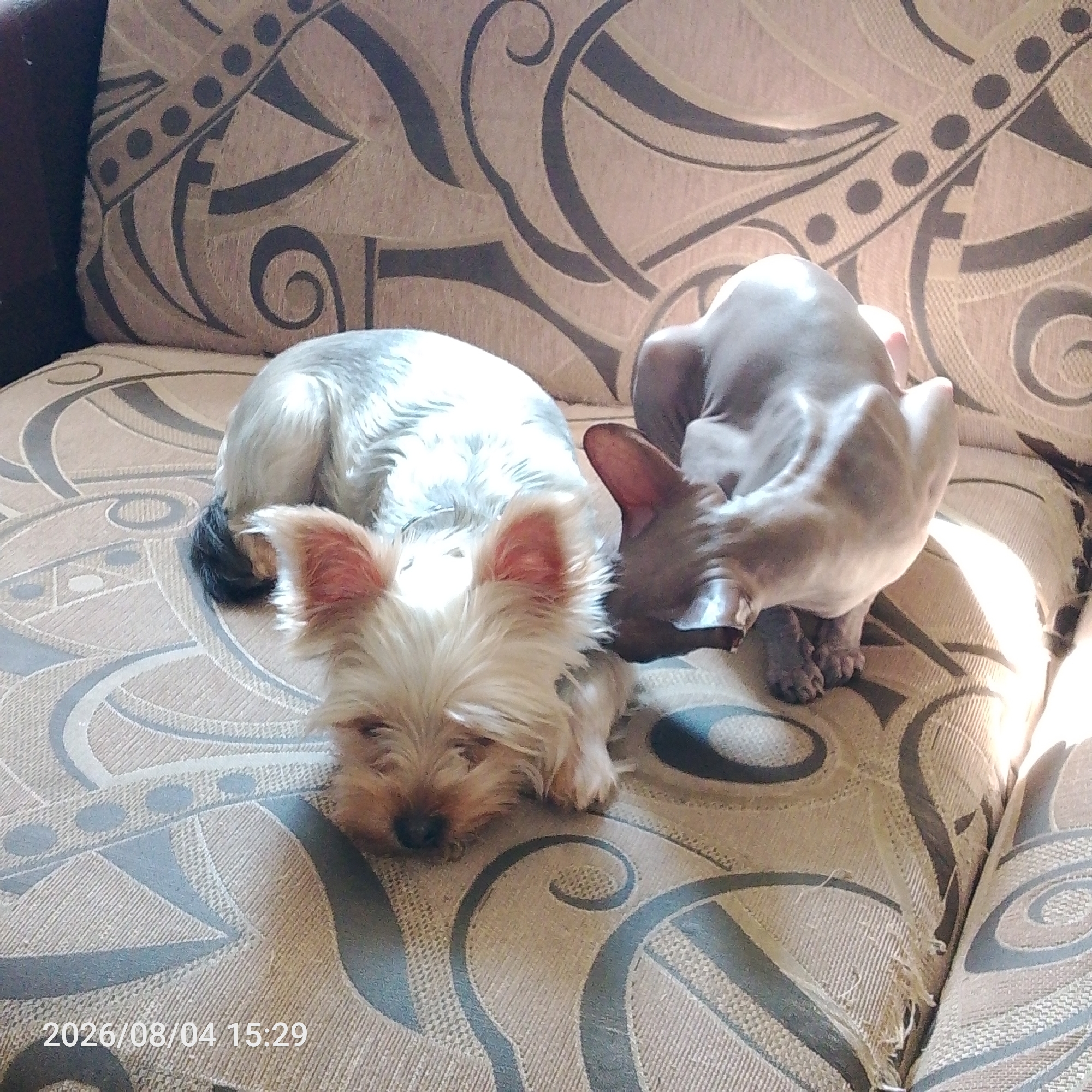 Two domestic animals, a Yorkshire Terrier dog and a Sphynx cat, are resting on a patterned couch. The dog is light brown and white with floppy ears and is lying down, facing the camera. The Sphynx cat is hairless and light gray, with large ears, and is curled up, facing away from the camera. The couch has a beige fabric with a dark brown and gray abstract pattern. The scene is lit by natural light, casting shadows on the couch. The timestamp "2026/08/04 15:29" is visible in the lower left corner of the image. The image appears to have been taken indoors in an unknown location within an unknown city.