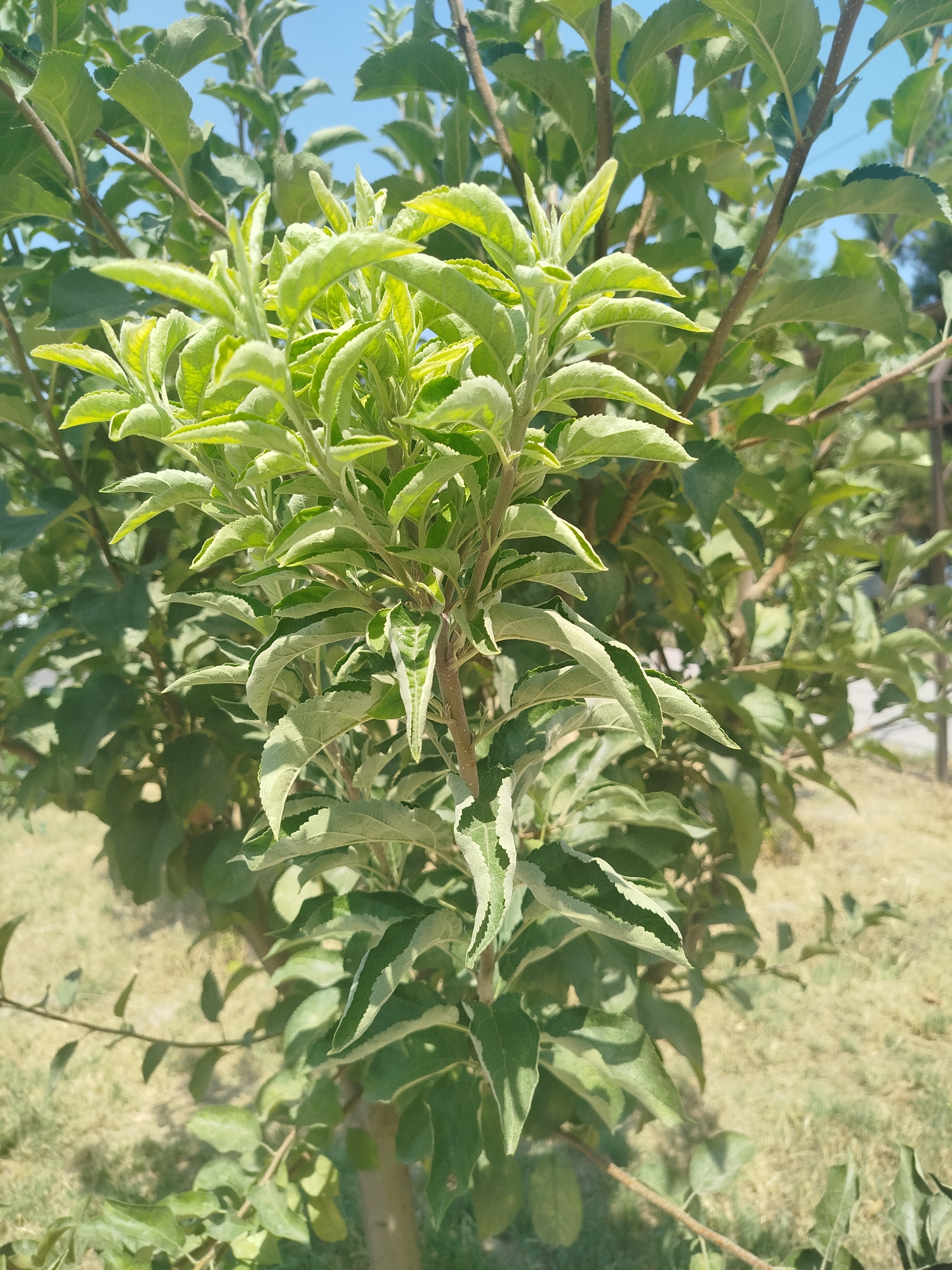 The image shows a close-up of a tree with green leaves, branches, and a light blue sky in the background. The tree appears to be an apple tree, with its characteristic leaf shape and branch structure. The leaves are a vibrant green, with some lighter green and yellow variegation on the new growth at the top of the tree. The branches are brown and gnarled, with some visible bark texture. Sunlight filters through the leaves, creating dappled shadows. The background shows more foliage and some dry, grassy ground. The scene suggests an outdoor setting, possibly a park or garden, in Tashkent, Uzbekistan, given the context of the query. There are no people or animals visible in the image. The overall impression is one of natural growth and a bright, sunny day.