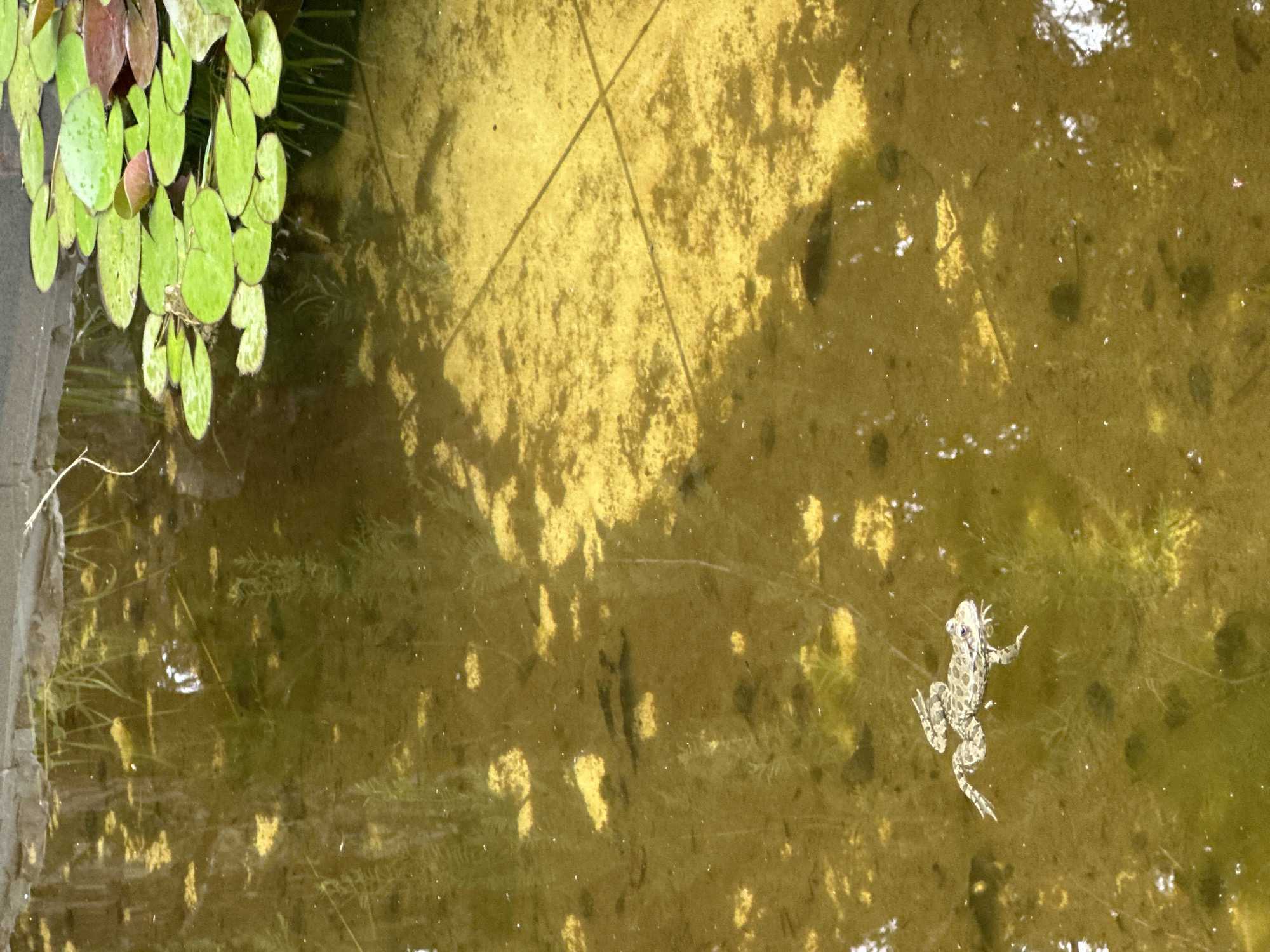 This is a vertical, medium shot photograph of a frog floating in murky, greenish-yellow water. The frog, positioned in the lower left quadrant of the image, is speckled with brown and green markings and has its legs splayed out. The water is opaque, with visible sediment and plant debris. In the upper right corner, a cluster of bright green lily pads with some reddish-brown accents floats on the surface. The background is indistinct, with dappled shadows and what appear to be submerged plants. The scene is likely outdoors, possibly in a pond or slow-moving body of water. There are no people or indications of the city of Sochi, Russia.