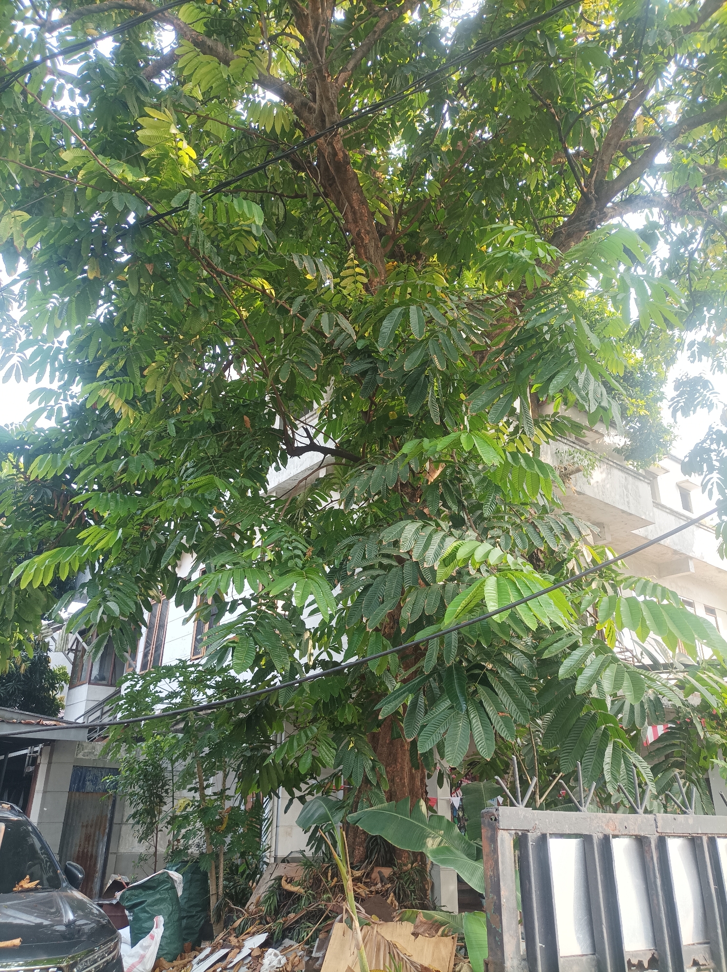 The image depicts a residential area in South Jakarta, Indonesia, with a large tree dominating the foreground. The tree's canopy, filled with vibrant green leaves, partially obscures the background. Behind the tree, a multi-story building with a light-colored facade and visible windows can be seen. Various objects are scattered on the ground, including a dark-colored car on the left, green garbage bags, construction debris, and what appear to be dried leaves and branches. A metal fence is also present on the right side of the image. The overall scene suggests an outdoor environment in a built-up area, possibly a yard or street.