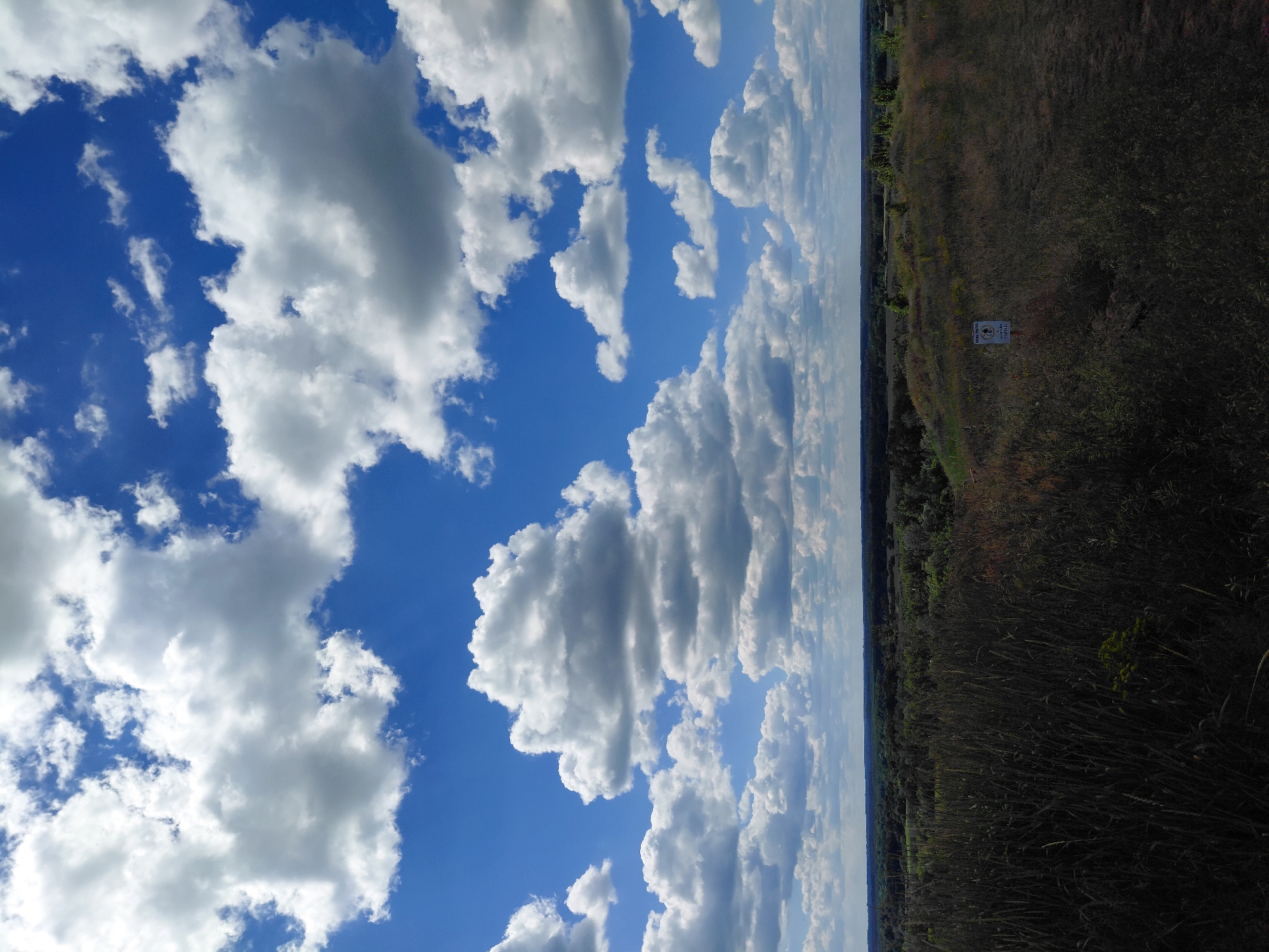 The image is a landscape photograph taken on a sunny day with a bright blue sky filled with fluffy white clouds. The foreground is dominated by tall, dry grass and vegetation, which transitions into a rolling, grassy hillside with scattered low-lying bushes and a few trees. In the middle ground, a dense, dark green forest stretches across the horizon, forming a thick band of trees. The background consists of a pale blue sky meeting the distant tree line, with some lighter clouds faintly visible near the horizon. A small white sign with some text and a symbol is affixed to a post on the hillside, but the text is illegible. The scene appears to be an open, natural area, possibly a park or countryside, with no visible people or structures, other than the sign. The image captures a serene, natural landscape.