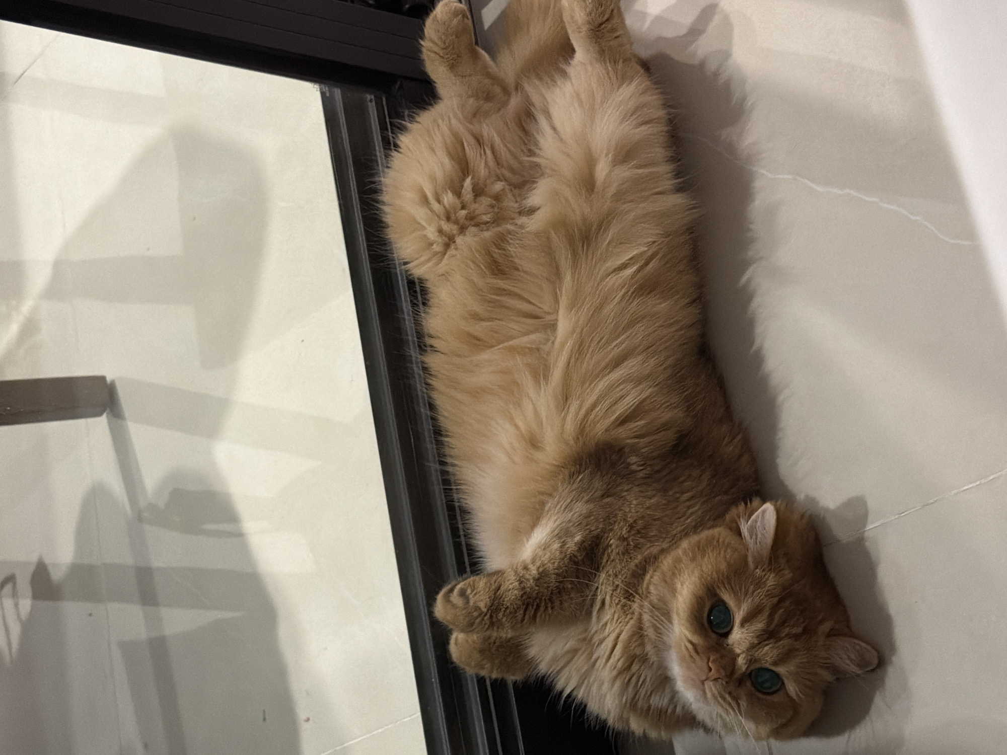 A fluffy orange cat is lying on its back on a tiled floor. The cat has bright green eyes and is looking upwards. Its paws are curled up towards its face. The floor is light beige with subtle grout lines. Behind the cat, there is a large window or glass door, and a dark frame is visible on the right side of the image. Shadows from furniture are cast on the floor and the glass. The scene appears to be indoors, possibly in a home or a commercial establishment in Đà Nẵng, Vietnam.