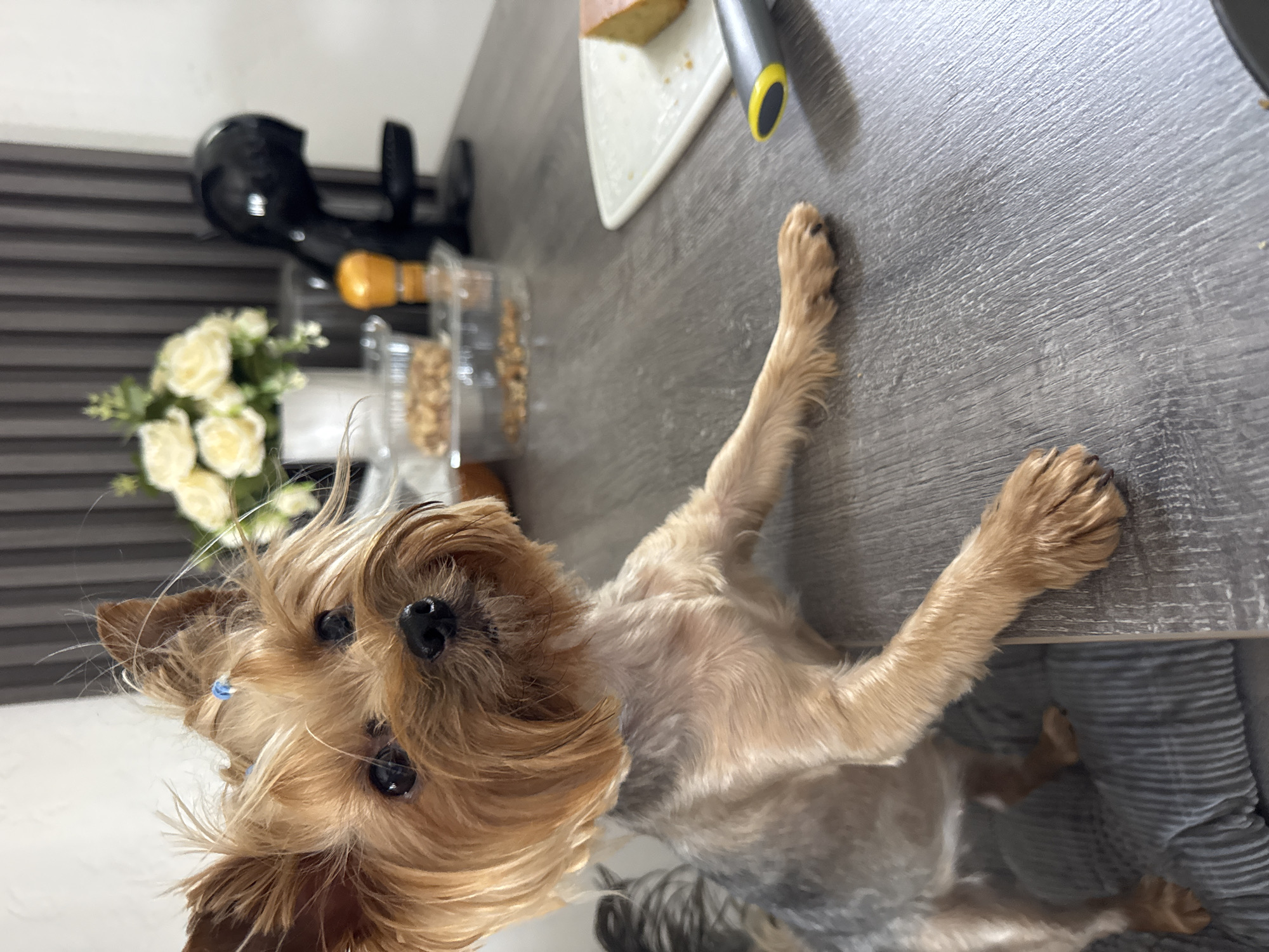 A Yorkshire Terrier dog is standing on its hind legs, resting its front paws on a gray wooden countertop. The dog has tan and gray fur, with its ears and top of its head tied with blue elastics. In the background, a vase of white roses sits next to a black coffee maker. To the right of the dog, on the countertop, is a white cutting board with a slice of cake and a yellow-handled tool. The dog appears to be looking upwards, towards the camera. The scene is indoors, possibly a kitchen. The exact location in Sustaš, Montenegro is not discernible from the image.
