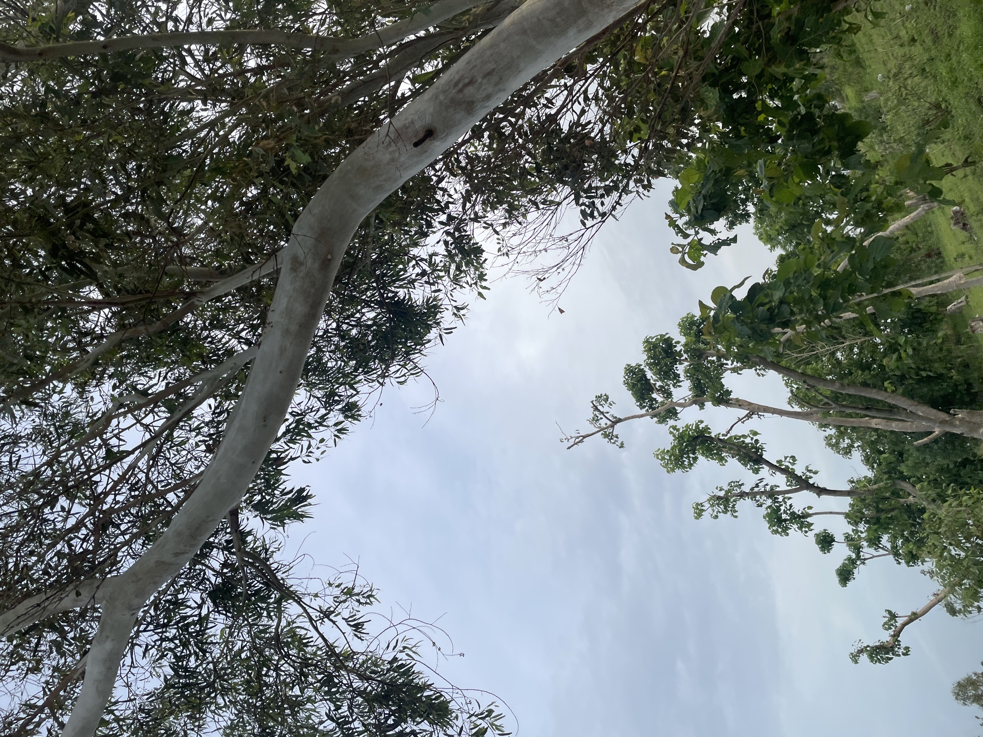 This is a low-angle, outdoor, daytime photograph taken in Jauro Yinu, Nigeria. The image features a view looking up at a large, pale tree trunk that dominates the center-right of the frame. Its branches, adorned with numerous green leaves, arch across the top of the image, obscuring a cloudy, pale blue sky. To the right and in the foreground, other trees with denser green foliage are visible, some with lighter colored trunks. In the lower portion of the image, more trees with lighter colored trunks and vibrant green leaves are clustered together, with a patch of green grass and some dried vegetation visible on the ground. The overall impression is of a natural, possibly rural or park-like setting. There are no people or animals visible in the frame.