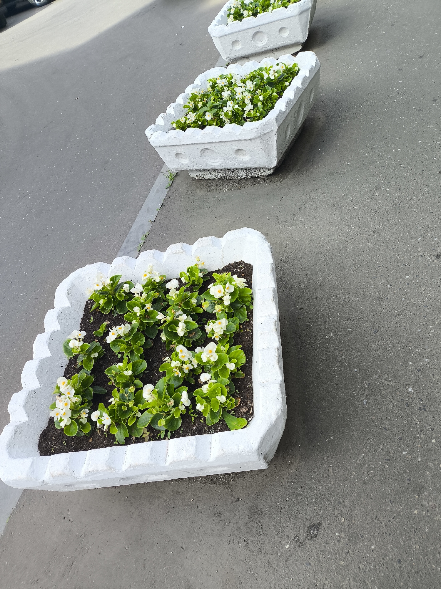 The image shows a series of three white, decorative planters filled with green foliage and small white flowers. The planters are arranged in a row on an asphalt surface, with the closest planter in sharp focus. The planters have a unique, scalloped edge and circular indentations on their sides. The plants appear healthy and are overflowing the planters. The asphalt is a medium gray color, and there is a slight shadow visible to the left, suggesting it is daytime. The overall scene is one of urban landscaping or street decoration, with the planters adding a touch of color and nature to the otherwise plain environment. There is no visible text in the image.
