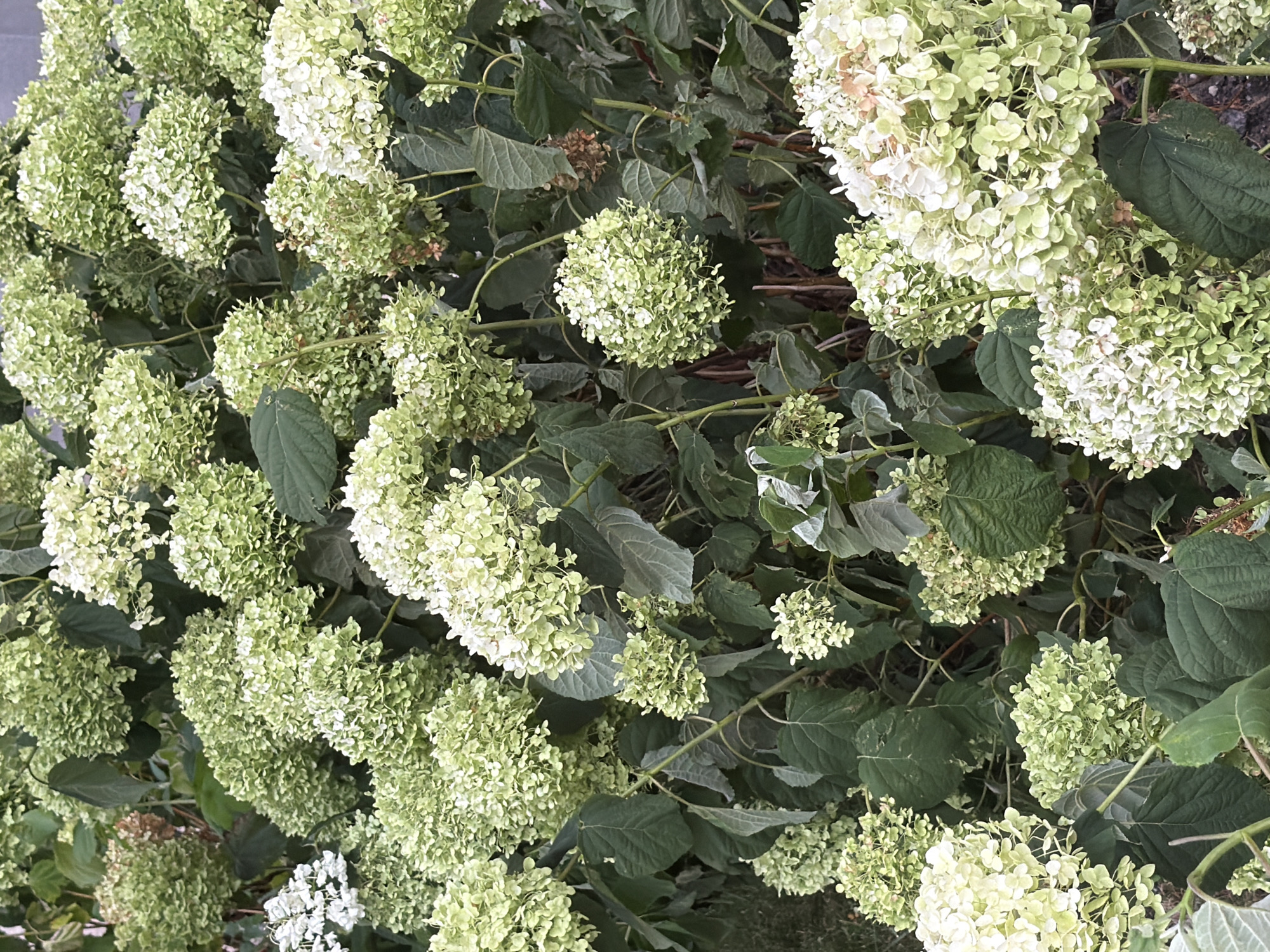 The image is a close-up, eye-level shot of a large, overgrown hydrangea bush. The hydrangea blooms are predominantly a light green color, with some appearing to be transitioning to white. The bush is densely packed with large, spherical flower clusters, interspersed with dark green leaves. The background is largely obscured by the foliage, but hints of darker greenery and some brown, dried-out flower remnants are visible. The lighting suggests an outdoor setting, possibly during the daytime, with soft, diffused light. There are no people or animals visible in the image, nor any man-made objects or structures that would indicate a specific location within Kyiv, Ukraine. The scene depicts a natural, botanical subject in a state of bloom.