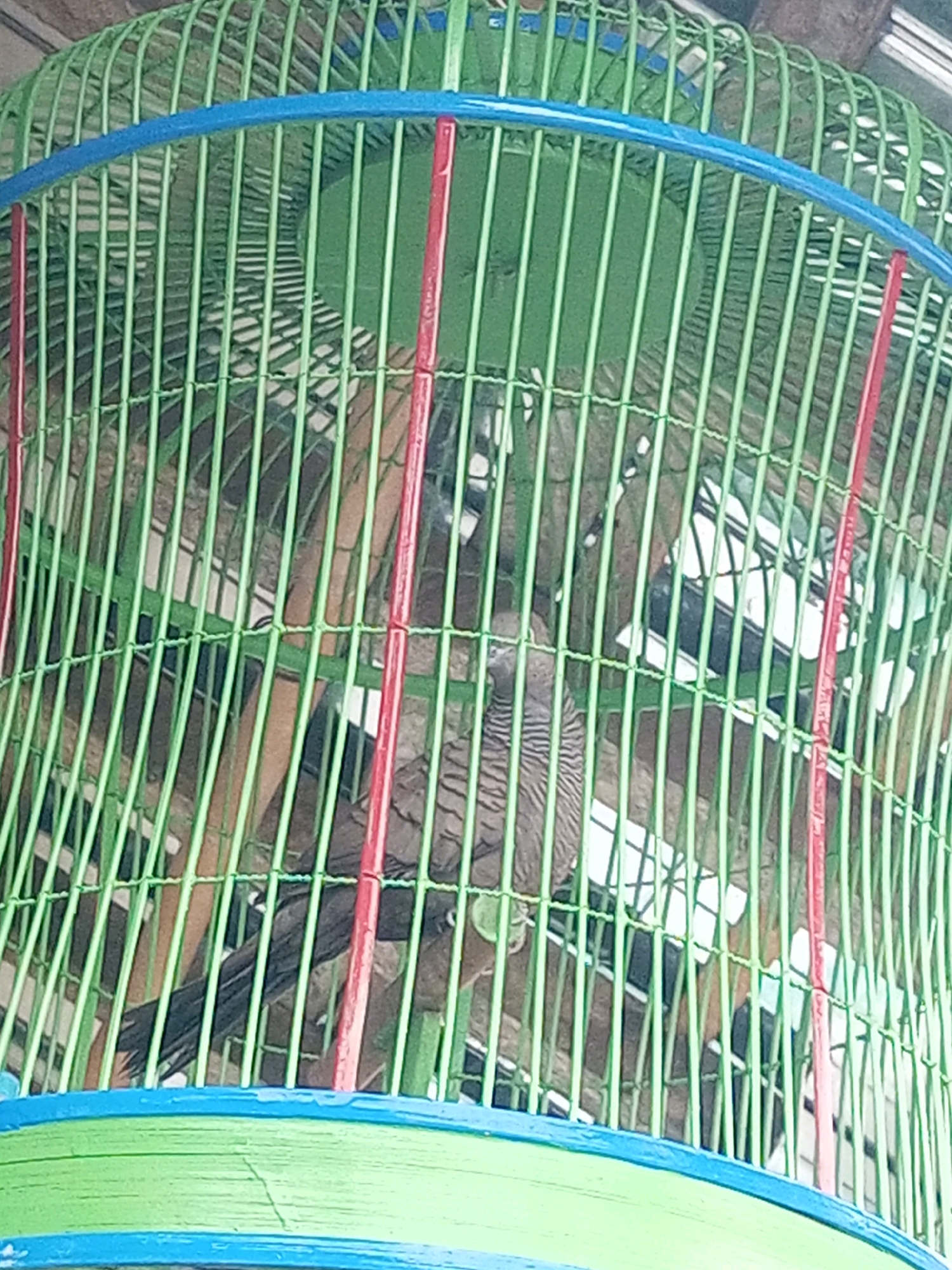A bird is in a green birdcage. The bird is brown and has stripes on its chest. The birdcage is made of green bars with blue and red accents. The birdcage is located outdoors in the city of Andongsili, Indonesia.