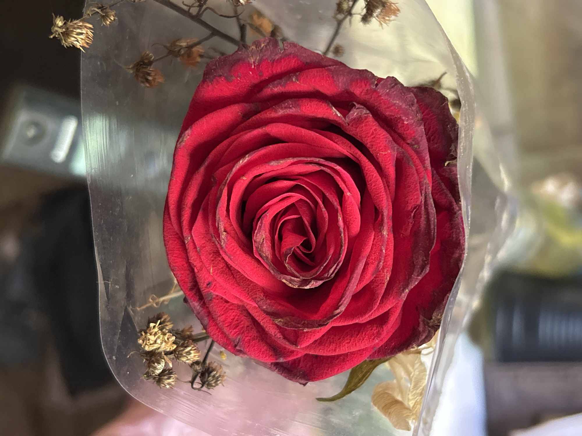 A close-up, top-down shot captures a deep red rose, possibly a preserved or dried bloom, nestled within clear plastic packaging. The rose displays intricate petal layers, with some edges appearing browned and delicate, hinting at age or preservation. Scattered around the rose are small, dried floral accents, a mix of brown and golden hues, adding to the somber or vintage aesthetic. The background is softly blurred, with hints of brown and gray, suggesting an indoor setting, possibly a home or flower shop. There is no discernible indication of Santa Ana, Venezuela, or any specific urban environment.