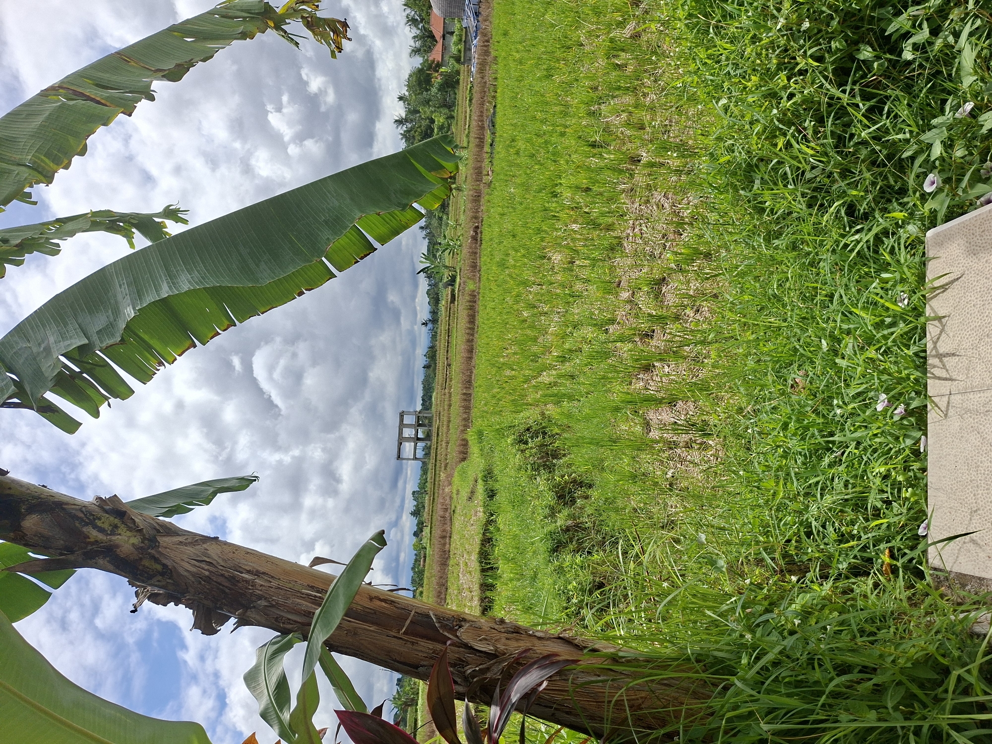 The image depicts a rural scene, possibly a rice field, in the Ubud District, Indonesia. In the foreground, a banana tree trunk with large, green leaves frames the view. Beyond the tree, a vast expanse of green rice paddies stretches towards the horizon. The fields appear to be in varying stages of growth, with some sections showing harvested or dry patches. In the distance, a partially constructed or abandoned building structure stands amidst the fields. The sky above is filled with white, puffy clouds. Along the right edge of the image is a section of overgrown grass and vegetation adjacent to a stone surface. The image is shot from a low angle, looking upwards.