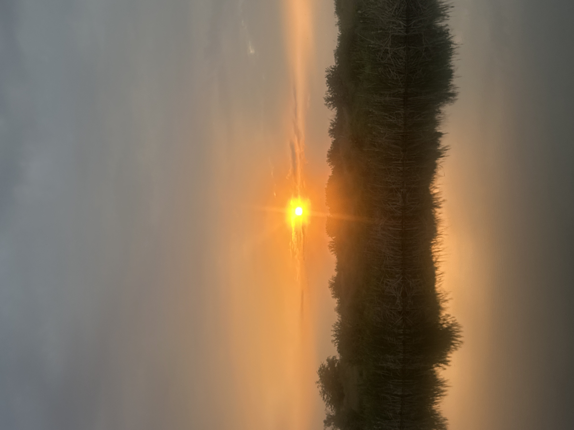 This photographic image, taken in Dinkata, Bulgaria, captures a sunrise or sunset over a body of still water, framed by dense vegetation. The sun, a brilliant yellow-orange orb, is positioned centrally just above the horizon, emitting a strong glare and radiating an intense orange glow across the lower half of the sky. Above the sun, the sky transitions from a soft orange-brown to a muted gray-blue at the top, with faint, scattered cloud formations visible.
A prominent band of dark green vegetation, consisting of reeds, grasses, and some bush-like structures, spans the entire width of the image along the horizon, silhouetted against the bright sky and obscuring the direct view of the horizon line. This vegetation is reflected in the calm, dark surface of the water in the lower portion of the image. The water's surface mirrors the overall color scheme of the sky, displaying diffused orange and gray tones, with a softer, elongated reflection of the sun's glow directly beneath it. No human subjects, animals, or man-made structures are visible. The scene depicts a natural, undisturbed wetland environment under atmospheric conditions characterized by the presence of a low sun and some atmospheric haze.