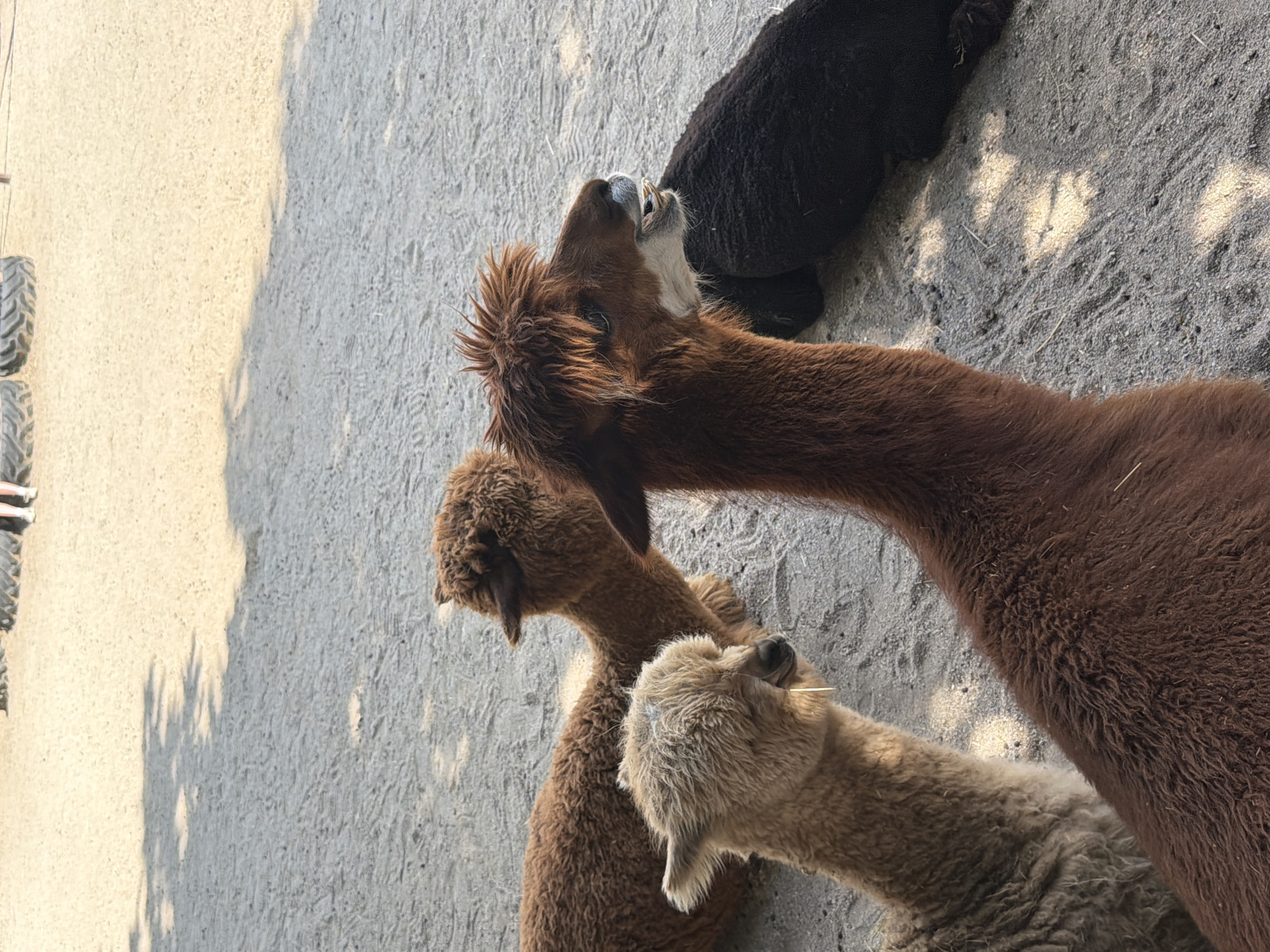 The image shows four alpacas on a dirt and gravel surface, with some shadows suggesting it is daytime. In the background, a black alpaca lies down. In the foreground, three brown and tan alpacas are standing, with one looking upwards. The alpacas appear to be in an outdoor enclosure or farm setting. The ground is sandy and light-colored on the left side, transitioning to darker, rougher gravel on the right. The lighting indicates it's a sunny day, casting distinct shadows. There are no people visible. The scene appears to be peaceful, with the alpacas interacting or resting. Some small vegetation or straw is scattered on the ground. In the far left of the image, part of a tire or industrial equipment is visible.