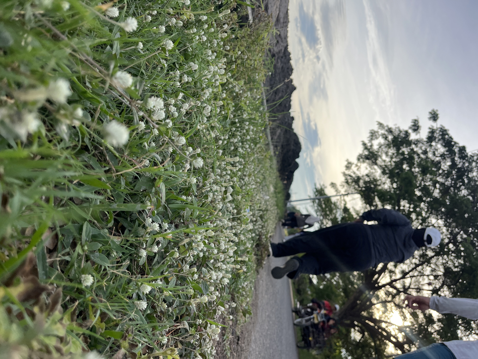 The image depicts a ground-level view of a path in Lhokseumawe, Indonesia. The foreground features dense vegetation with small white flowers. A person wearing dark clothing and a white cap is walking along the path. In the background, a tree is visible with dappled sunlight shining through its branches. There are other people and bicycles further down the path. The sky is overcast with light clouds. A rocky hill can be seen in the middle distance.