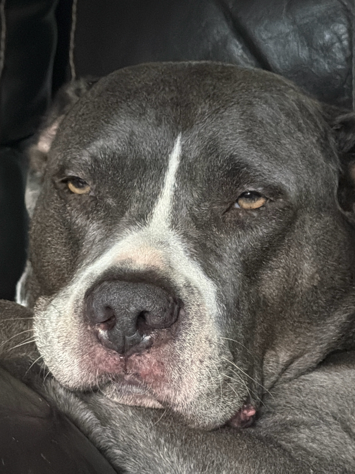 A close-up, head-on shot captures the face of a grey pit bull dog with a white blaze down its snout, lying on a dark surface that appears to be a couch. The dog's eyes are partially closed, giving it a sleepy or relaxed expression. Its nose is dark and wrinkled, and its mouth is slightly open, revealing pink gums. The lighting is dim, and the background is blurred, focusing all attention on the dog's facial features. The image is a portrait of the dog in its current resting state. There is no discernible location within Esch-sur-Alzette, Luxembourg.