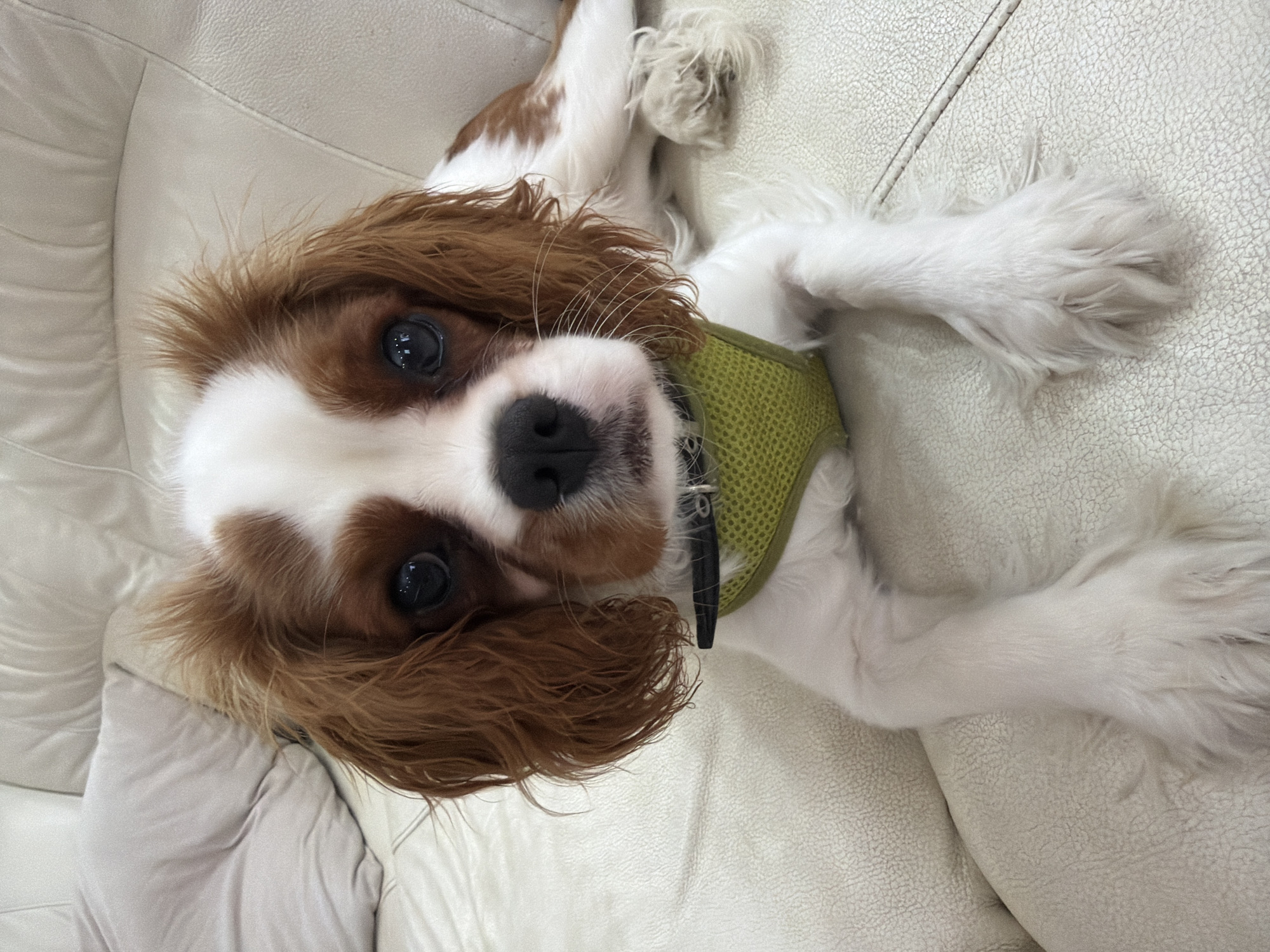A Cavalier King Charles Spaniel lies on a white leather couch, its head tilted towards the camera. The dog has brown and white fur, with large, dark eyes and a black nose. It's wearing a lime green mesh harness. The couch appears to be in a living room. The lighting suggests it is daytime, and the indoor setting makes weather conditions irrelevant. The dog's expression is relaxed and curious. There is no visible text in the image.