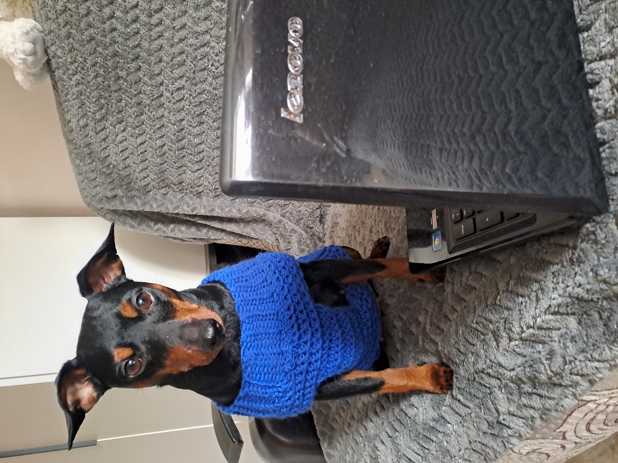 A close-up shot shows a black and brown Miniature Pinscher dog wearing a blue knit sweater. The dog is seated on a gray patterned blanket-like fabric. A black Lenovo laptop is positioned beside the dog, obscuring part of the scene. The location is unknown, and there is no evidence to suggest it is in Elektrostal, Russia.
