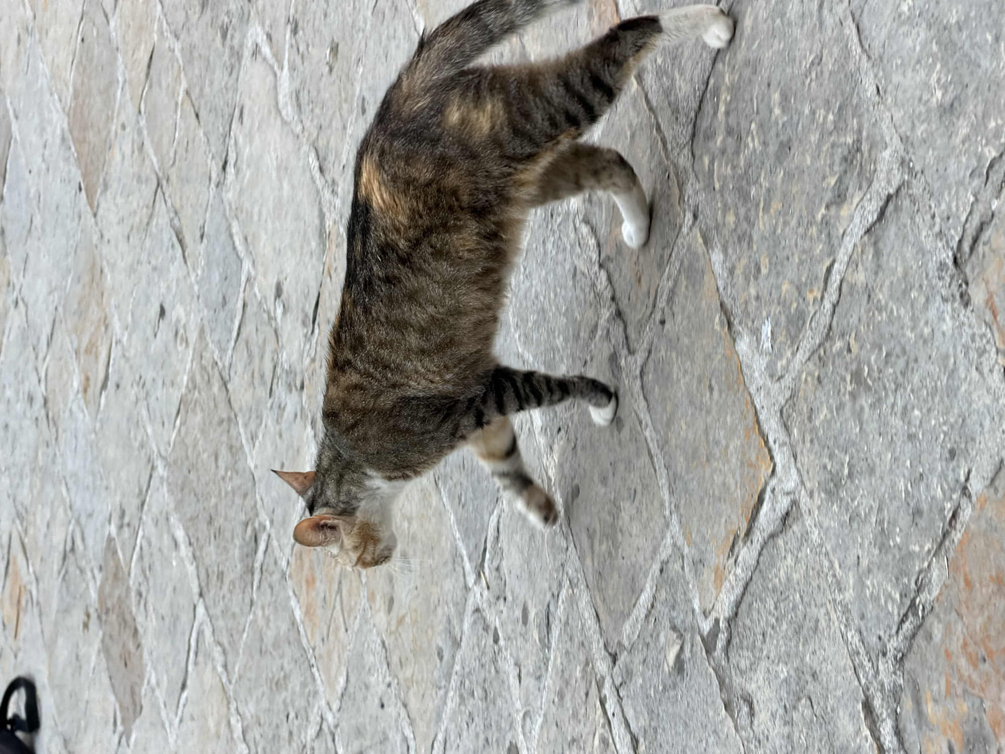 A tabby cat with patches of orange, brown, and black fur walks across a stone-tiled pathway. The cat has white paws and a white chest. Its tail is striped and arched upwards. The pathway is made of irregularly shaped stones, mostly gray with some reddish-brown hues, laid in a diamond pattern. The lighting suggests it is daytime, possibly overcast given the even illumination and lack of strong shadows. The scene appears to be outdoors, potentially in a pedestrian area or courtyard. The cat's gaze is directed downwards, perhaps at the ground or something it is about to step on. The image is captured from a slightly elevated, angled perspective, looking down at the cat and the path. There are no people or visible text in the image.