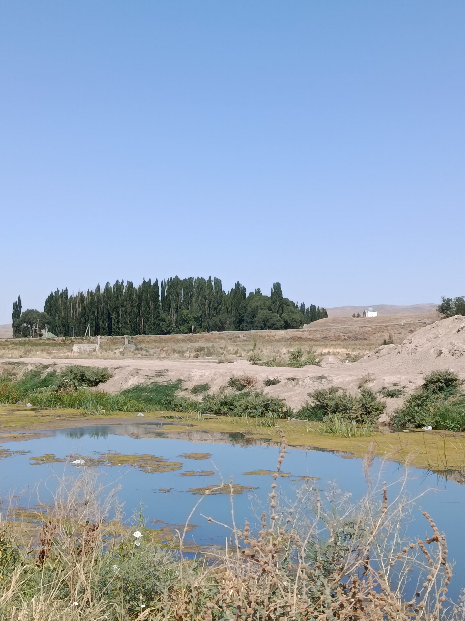 A body of water, possibly a pond or marsh, occupies the foreground of the image. The water is partially covered with green algae or aquatic plants and reflects the blue sky. Tall, dry grasses and some green bushes grow along the edge of the water. In the middle ground, a dry, dusty landscape with sparse vegetation and some scattered debris is visible. Further back, a dense line of tall, dark green trees creates a prominent feature stretching across the horizon. Beyond the trees, rolling hills are visible under a clear, light blue sky. A small, white building with a domed roof sits on one of the hills in the distance. The scene appears to be an outdoor landscape in a rural or semi-arid environment, consistent with the outskirts of Kenes, Kazakhstan. There are no people or animals visible in the image.