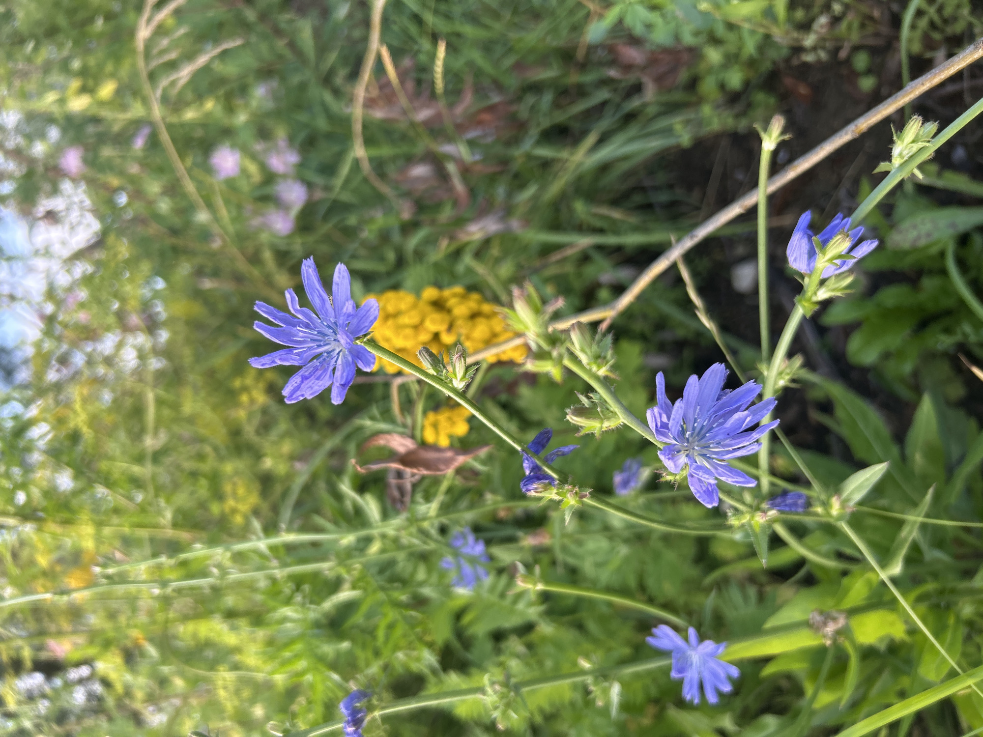 In Kalitsino, Russia, a close-up, eye-level shot captures a cluster of wild chicory flowers with bright blue petals. The flowers are in various stages of bloom, with some fully open and others still in bud. The background is a blur of green foliage and yellow wildflowers, suggesting a natural setting. The lighting is soft and diffused, indicating it might be early morning or late afternoon. There are no people or animals visible in the frame. The overall impression is one of natural beauty and tranquility.